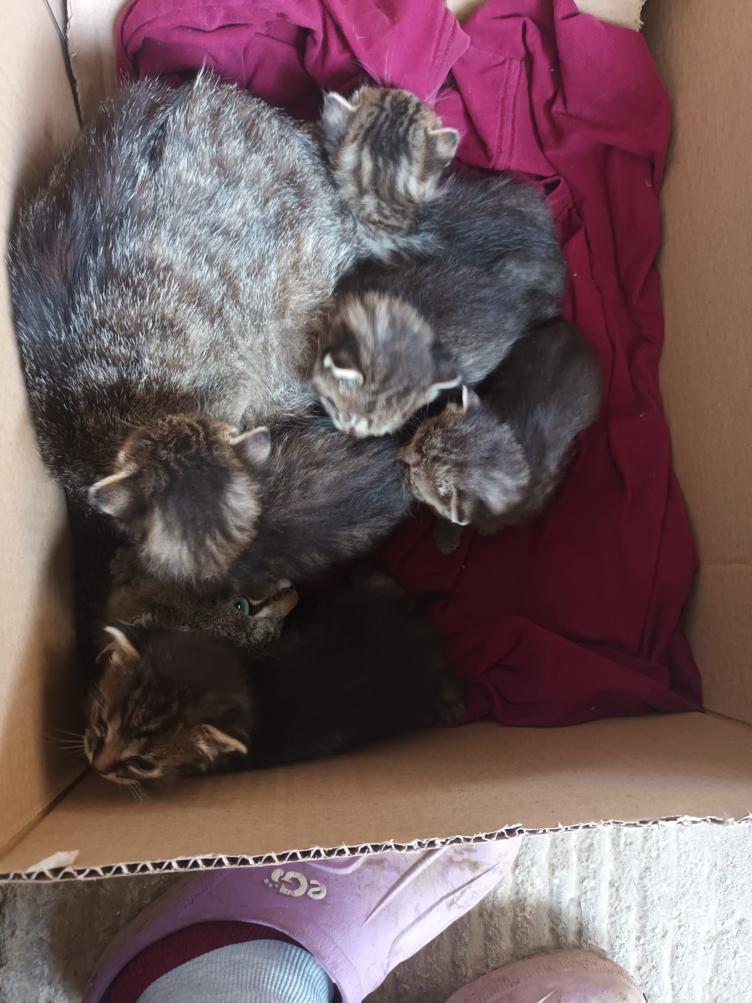 5 puiuți de cca 1 luna,și o saptamana