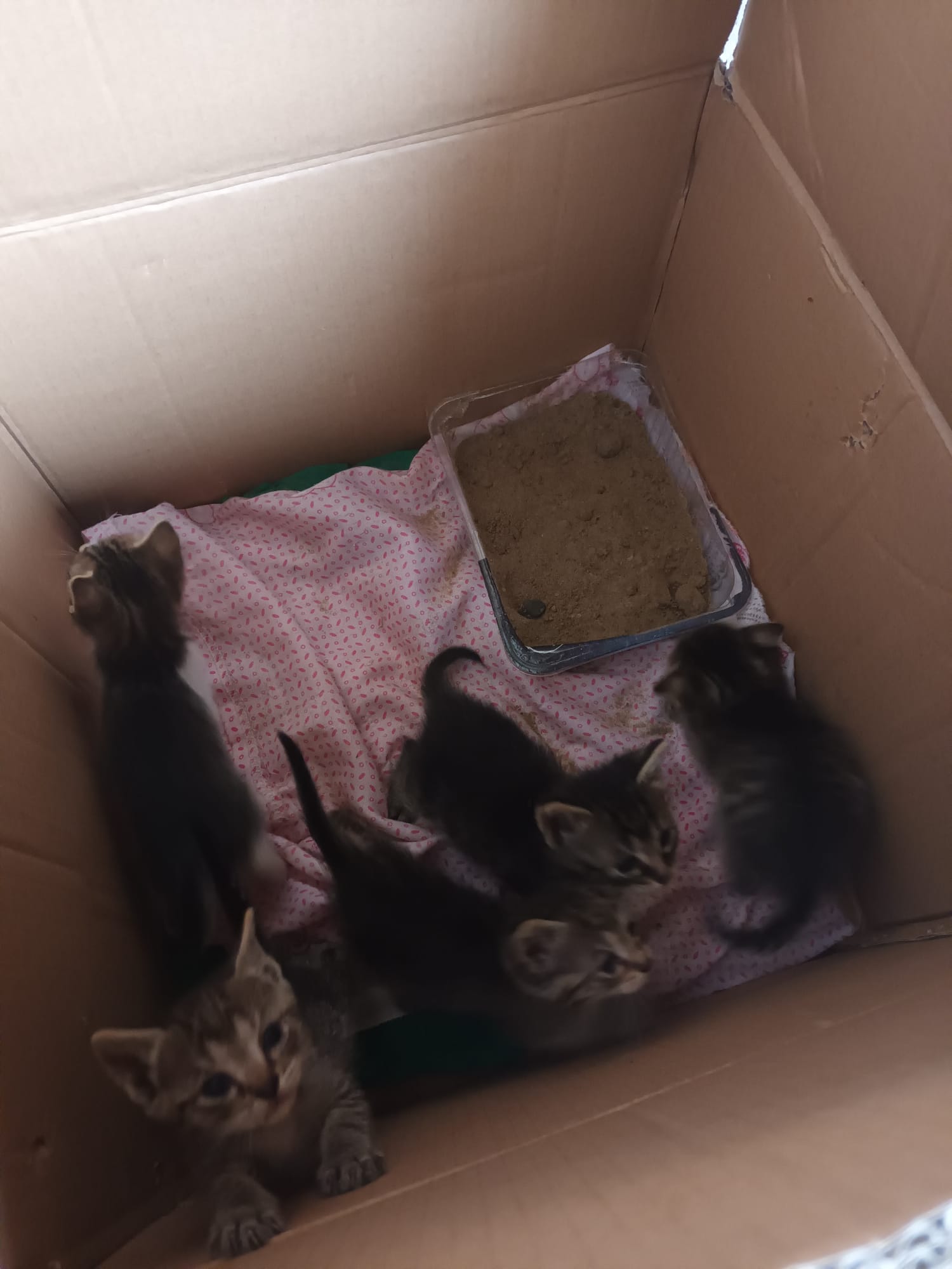 5 puiuți de cca 1 luna,și o saptamana