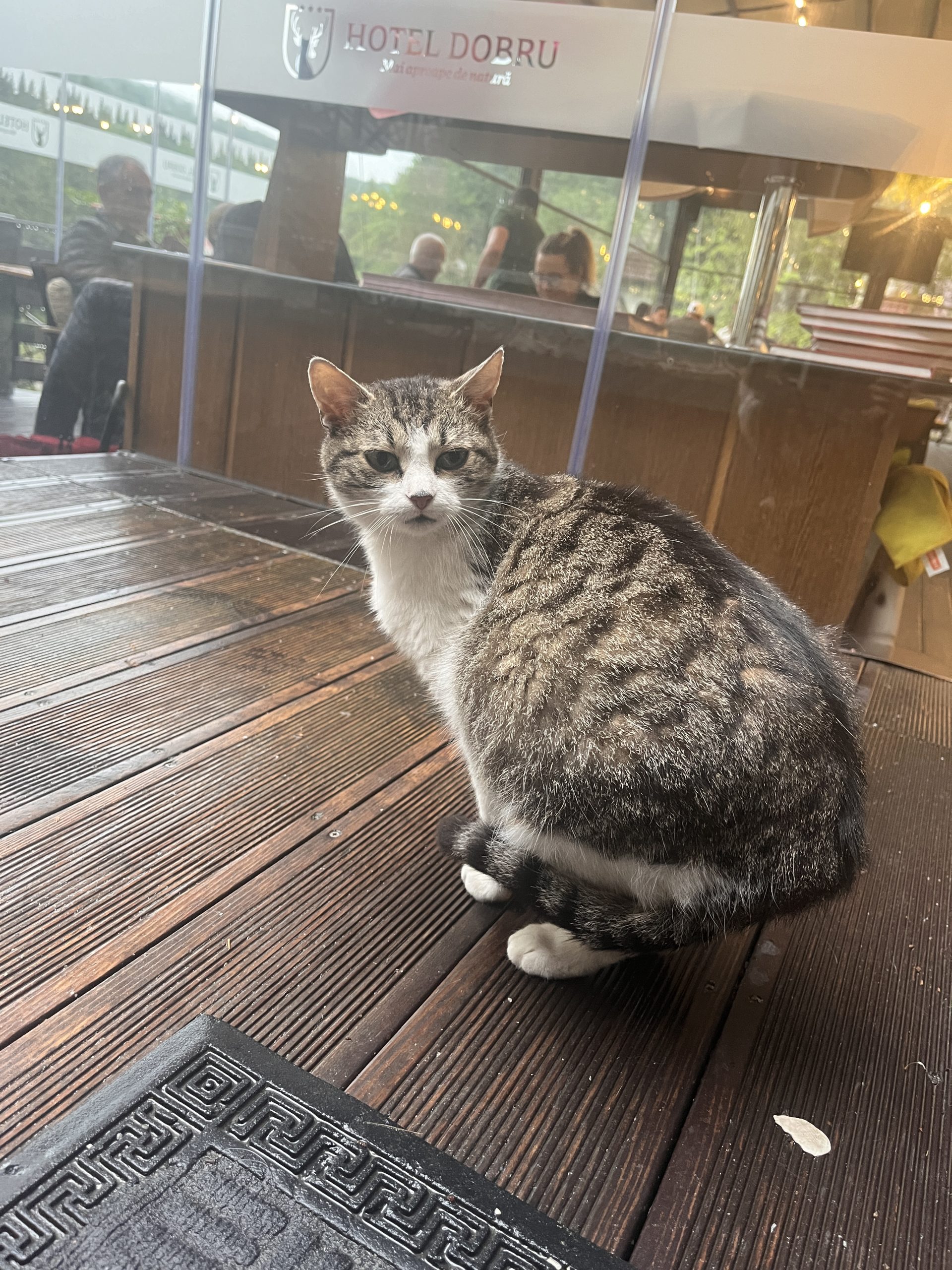 Pisica care un suflet pentru adopție și îngrijire !