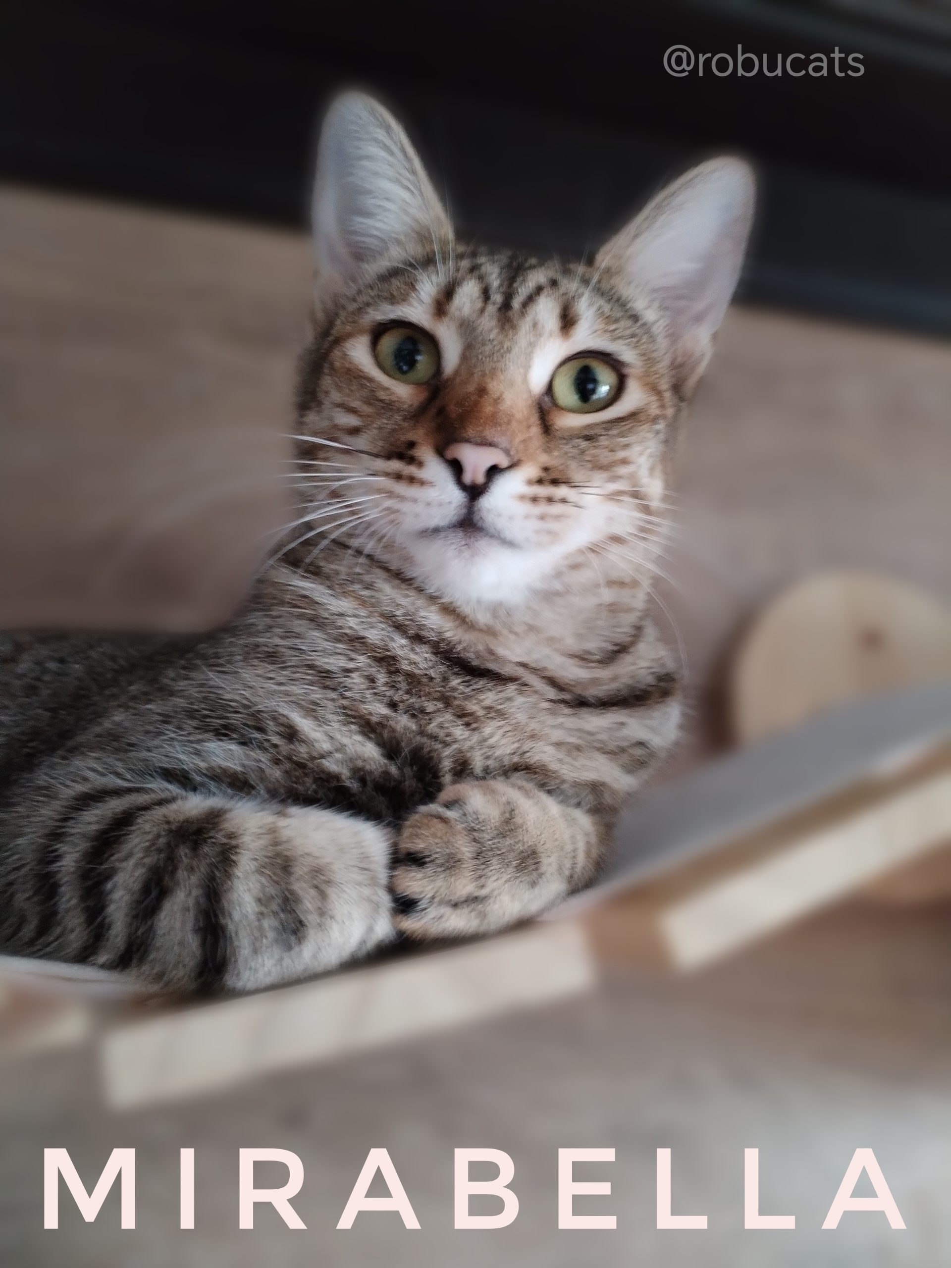 Două pisicuțe adorabile mamă și fiică