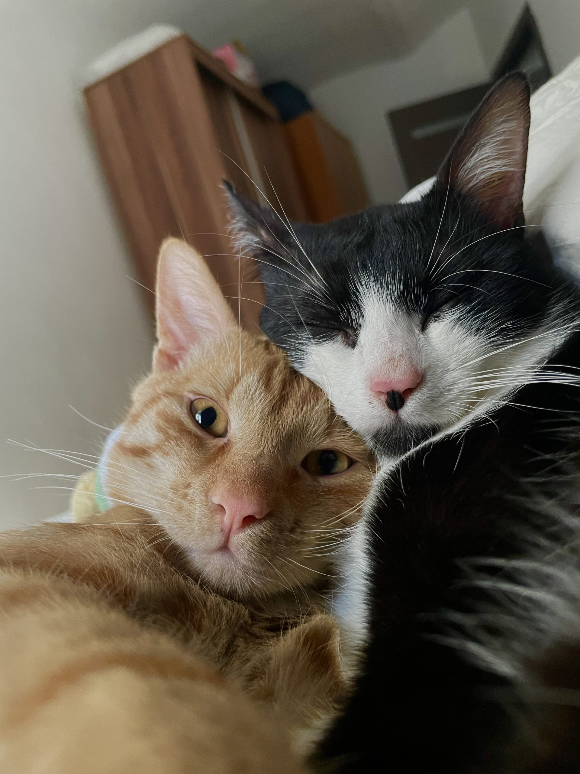 2 motanei spre adoptie