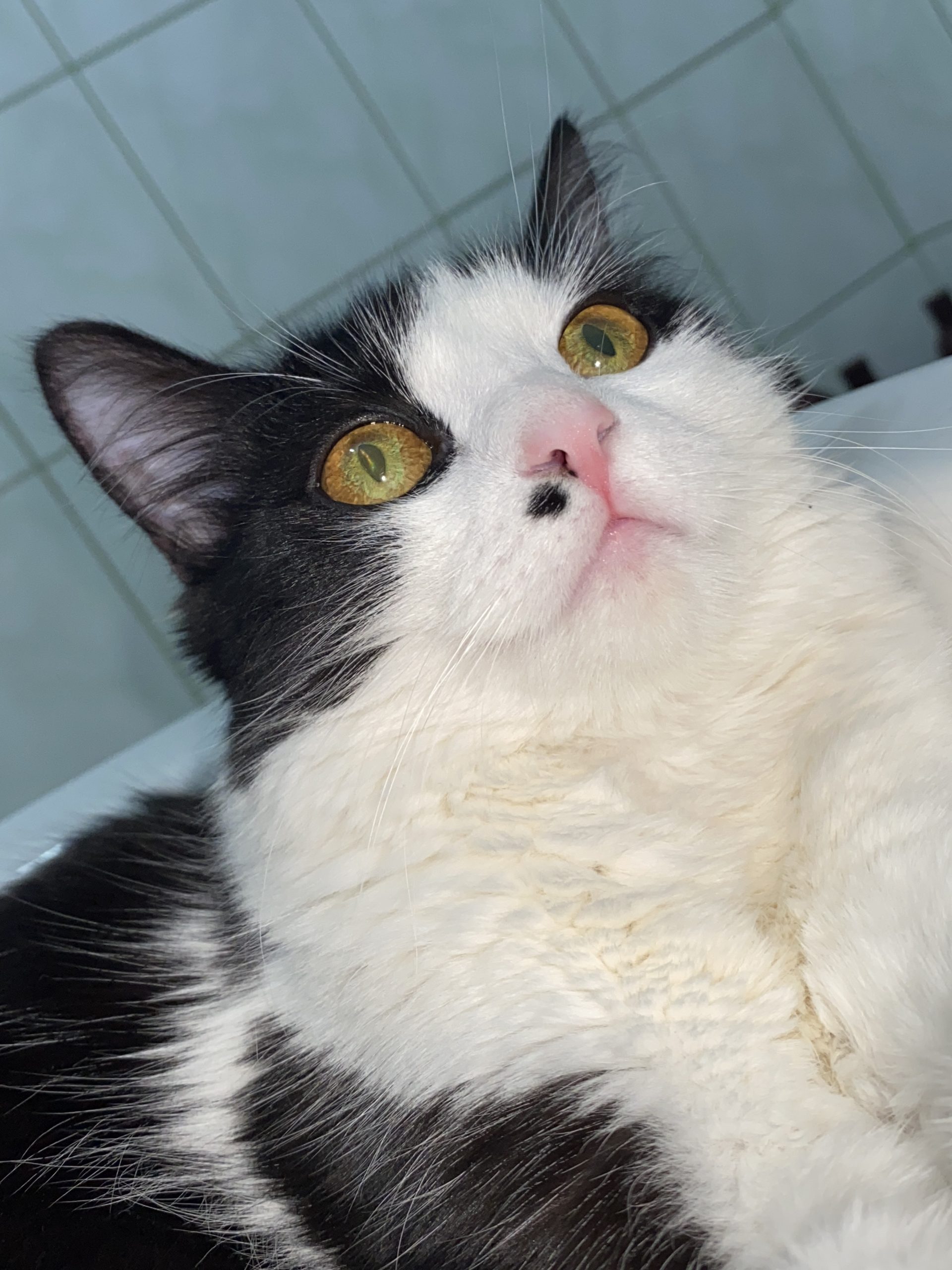 Dacă ai nevoie de iubire adoptă o pisică nu o să îți pară rău