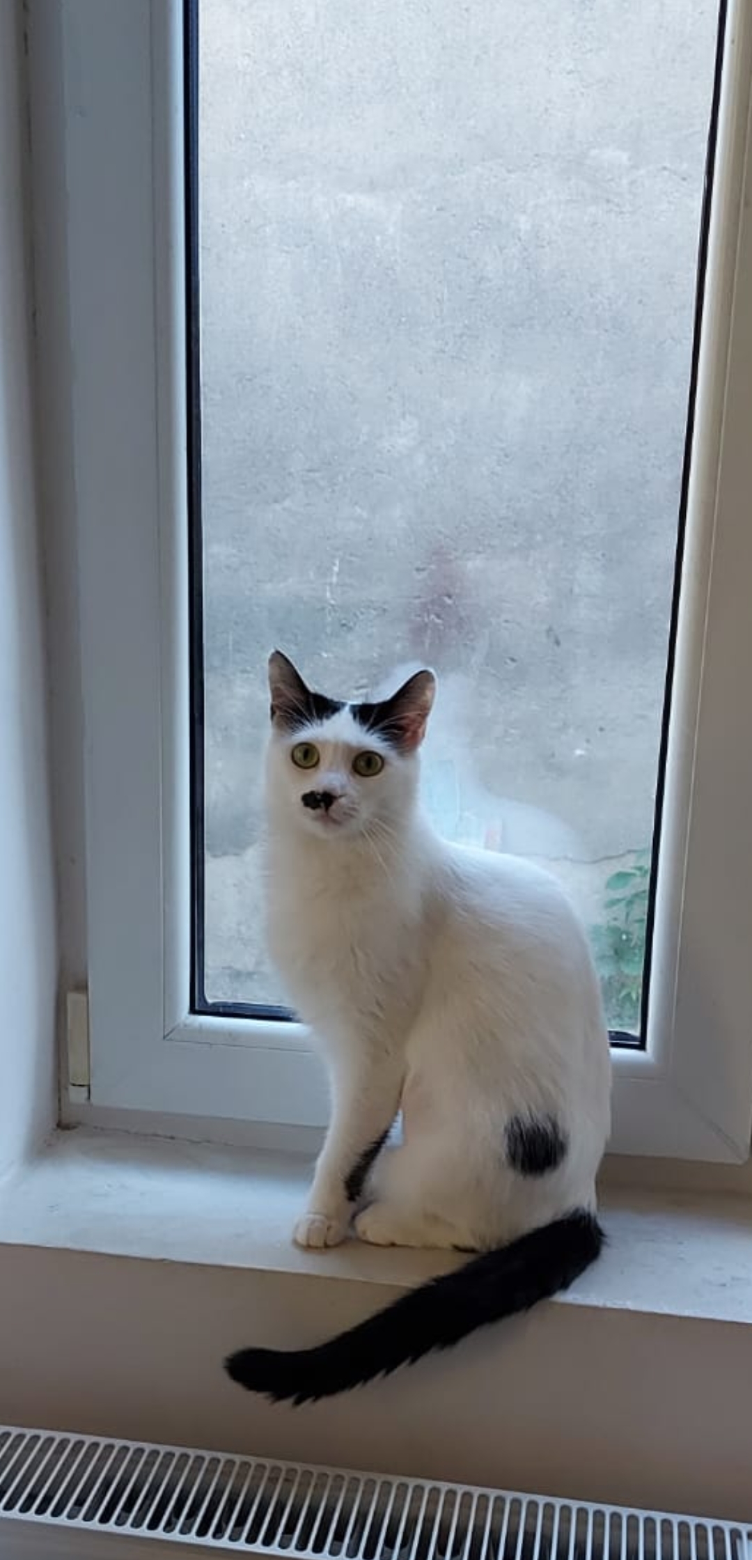 Avrio