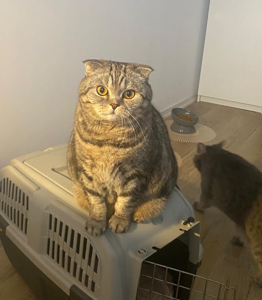 Pereche pisici Scottish Fold si metis British Shorthair
