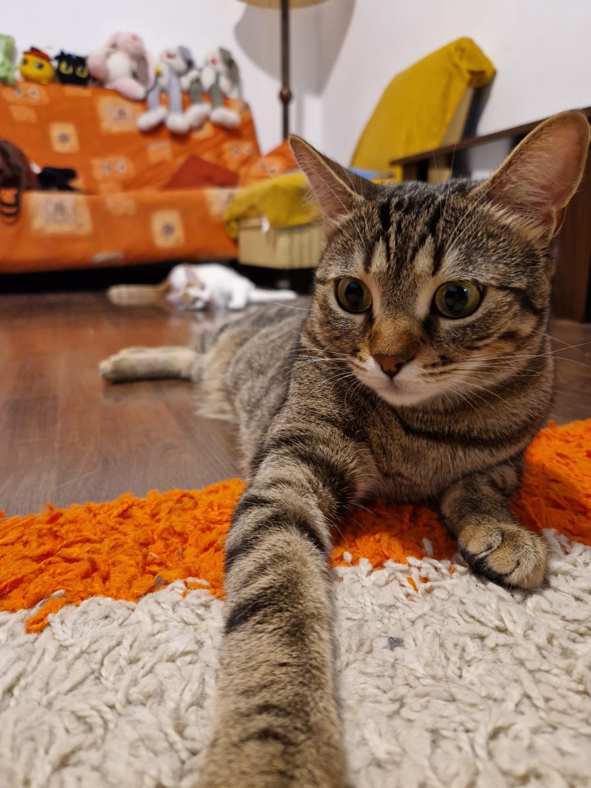 Zoe isi cauta casuta!