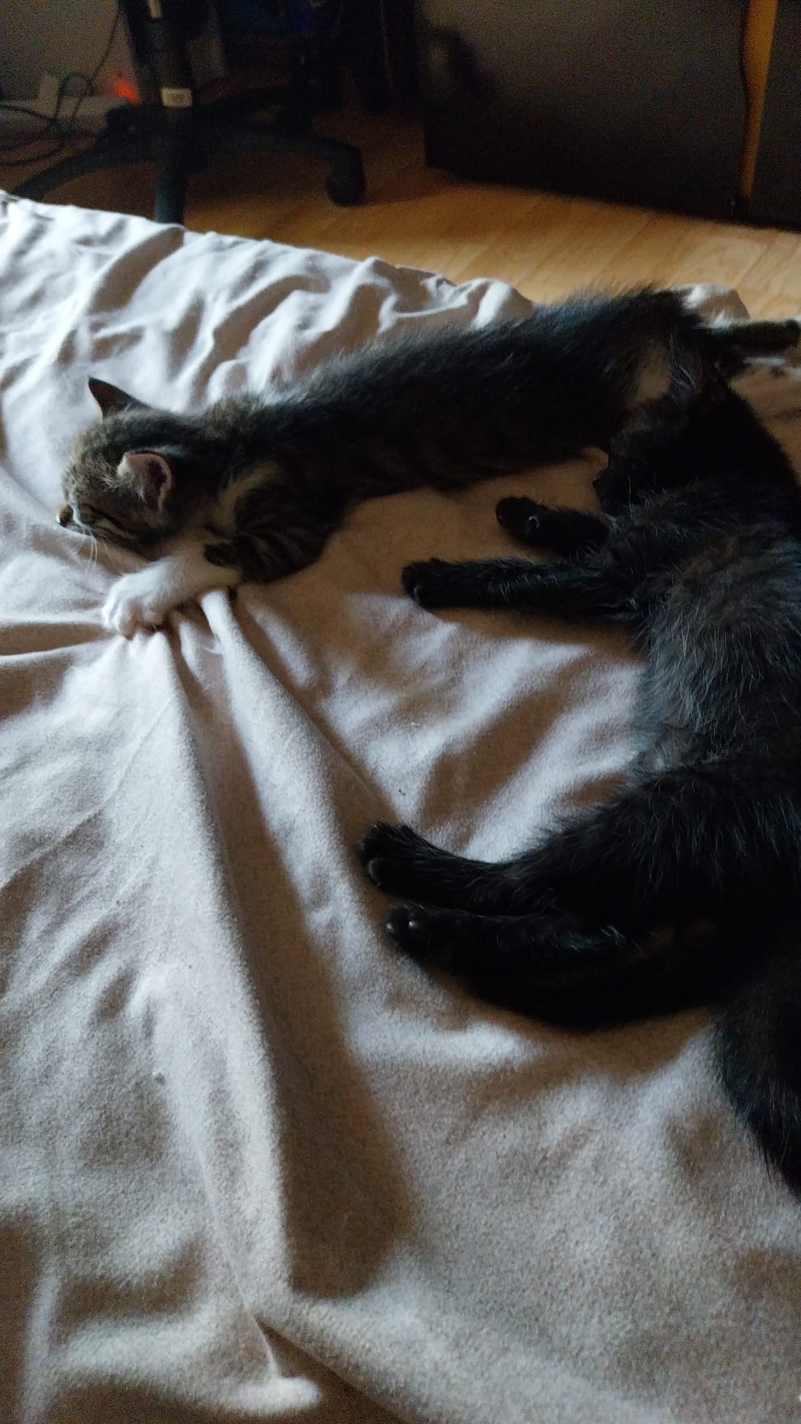 Adoptie pisicute