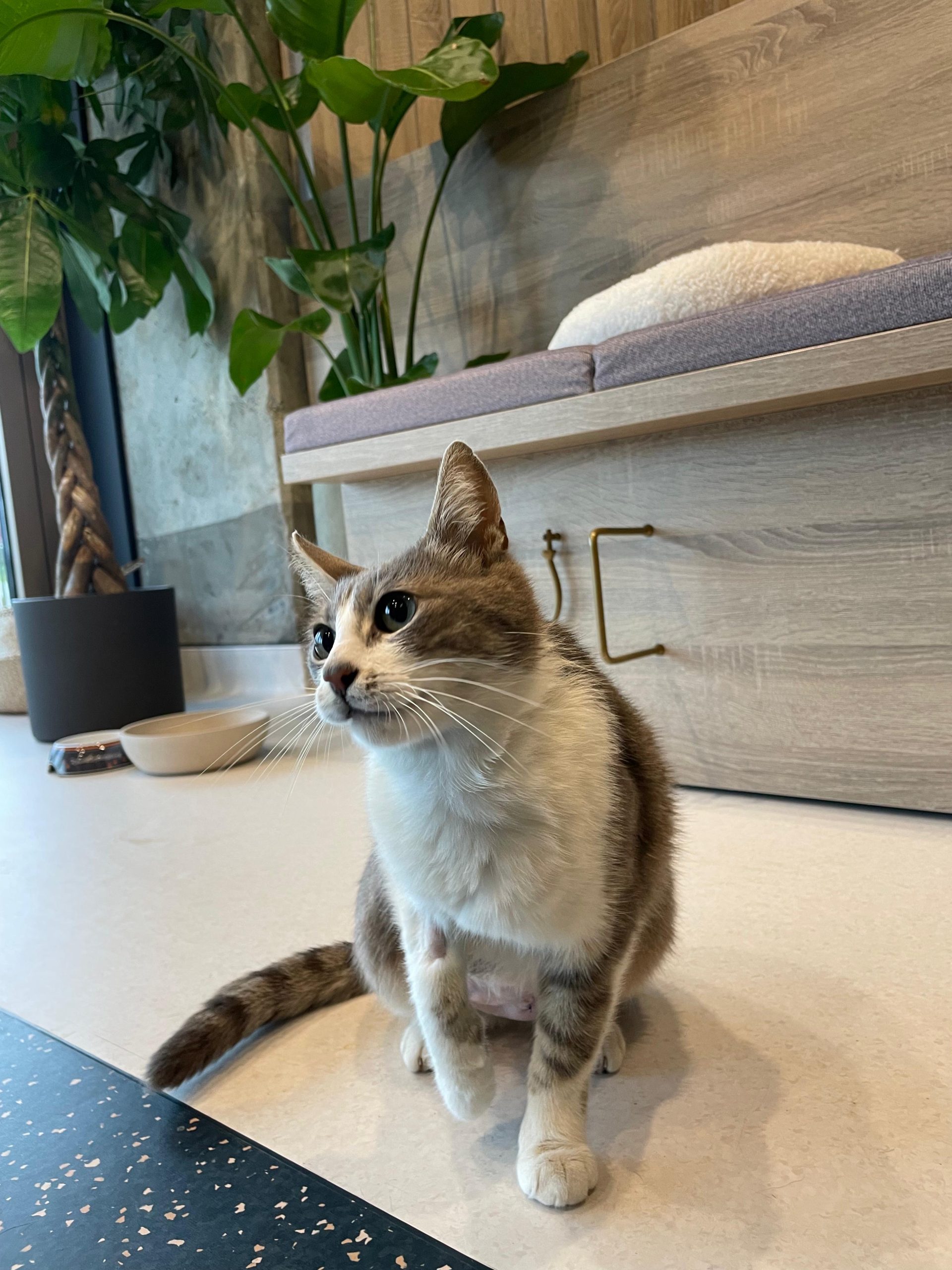 Mitzi