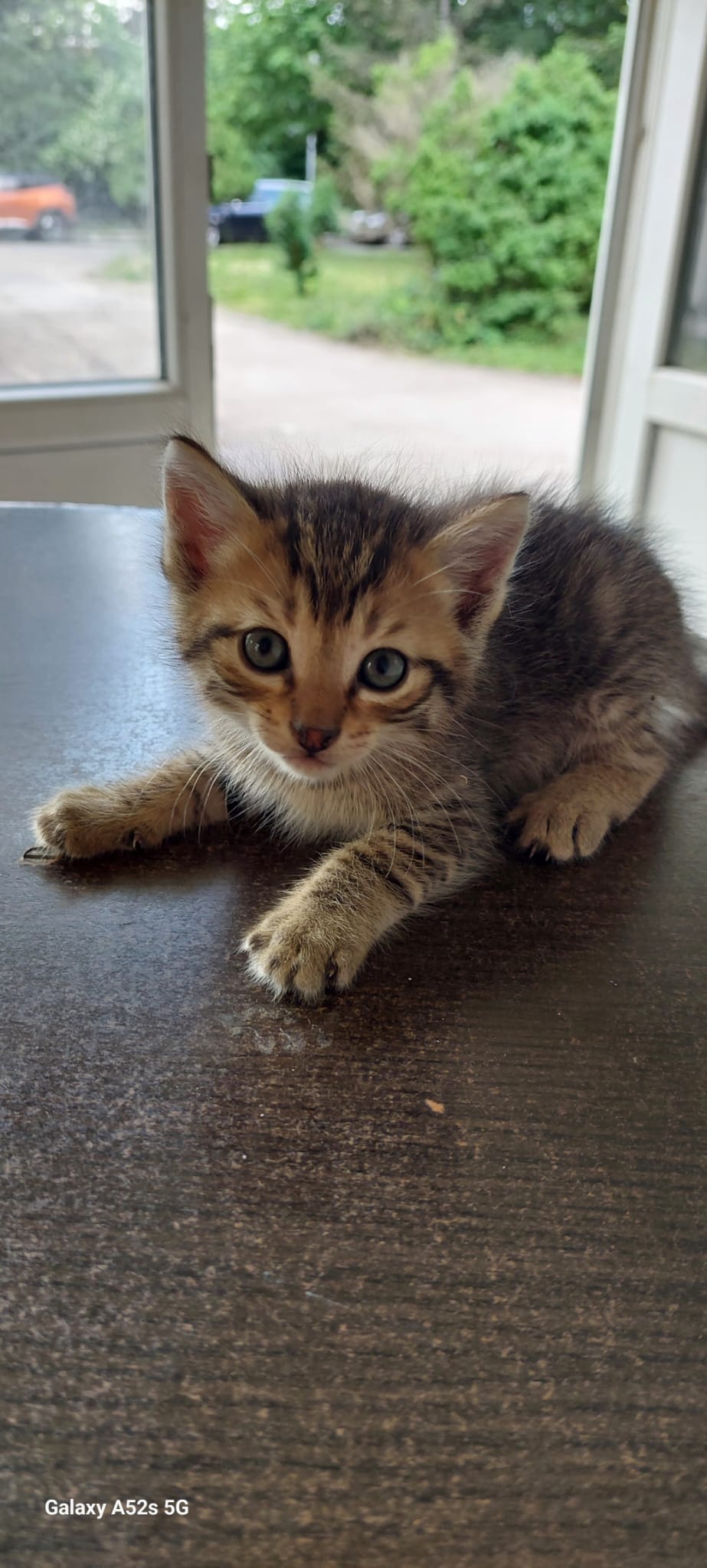 4 puiuți tigrati și unul alb