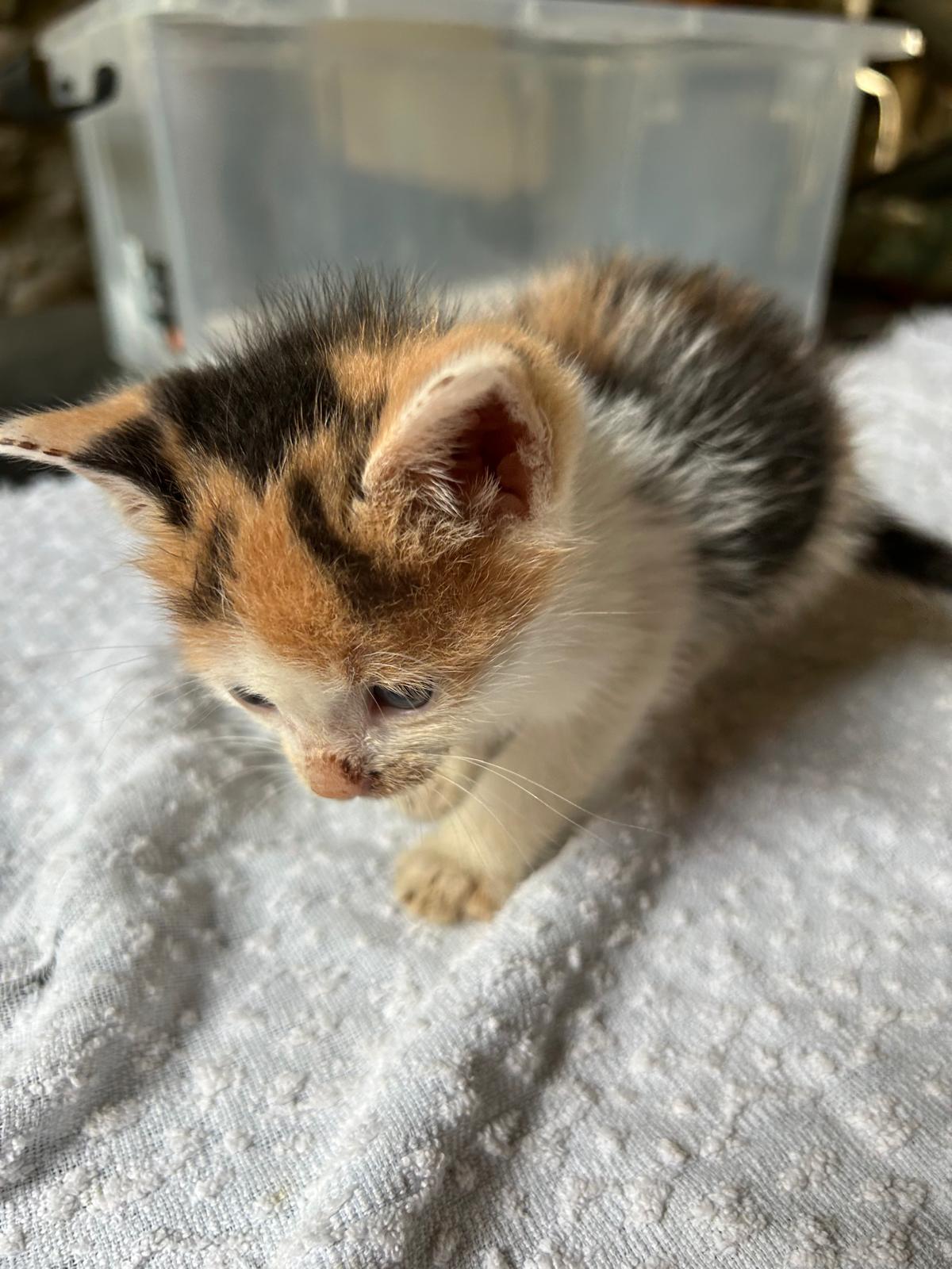 Bebe-pisoii pregătiți pentru adopție!