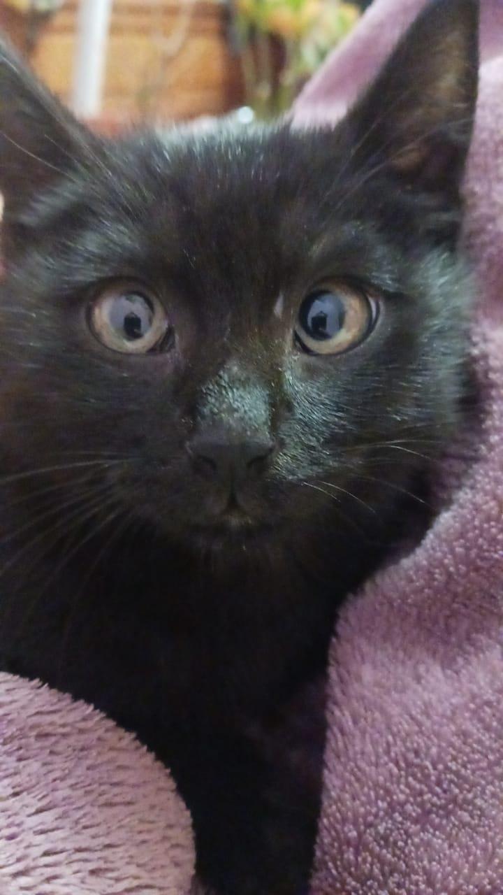 Pisoi pentru adoptie