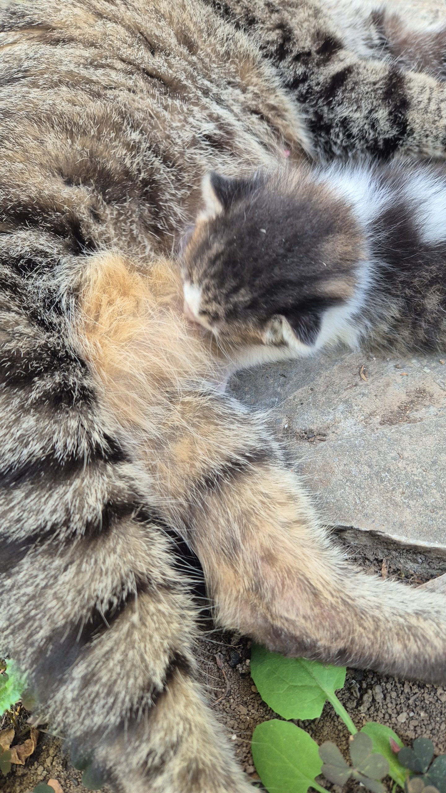 3 puisori de pisica nou nascuti spre adoptie. Pisica este fara stapan