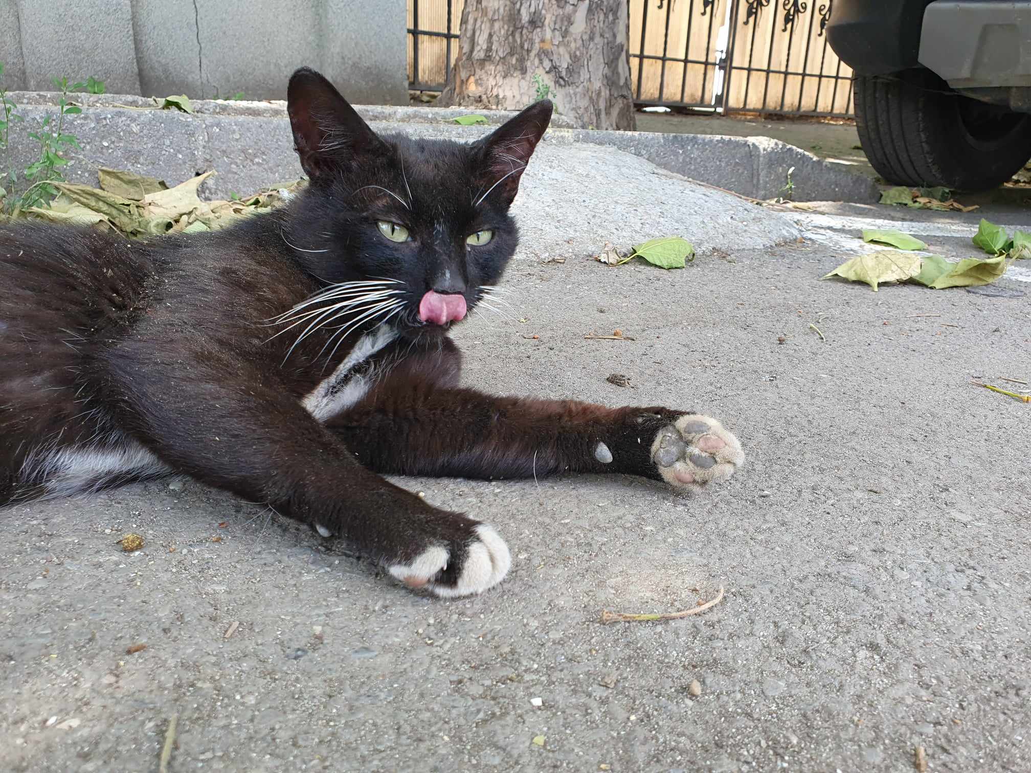 Motanel în frac caută om