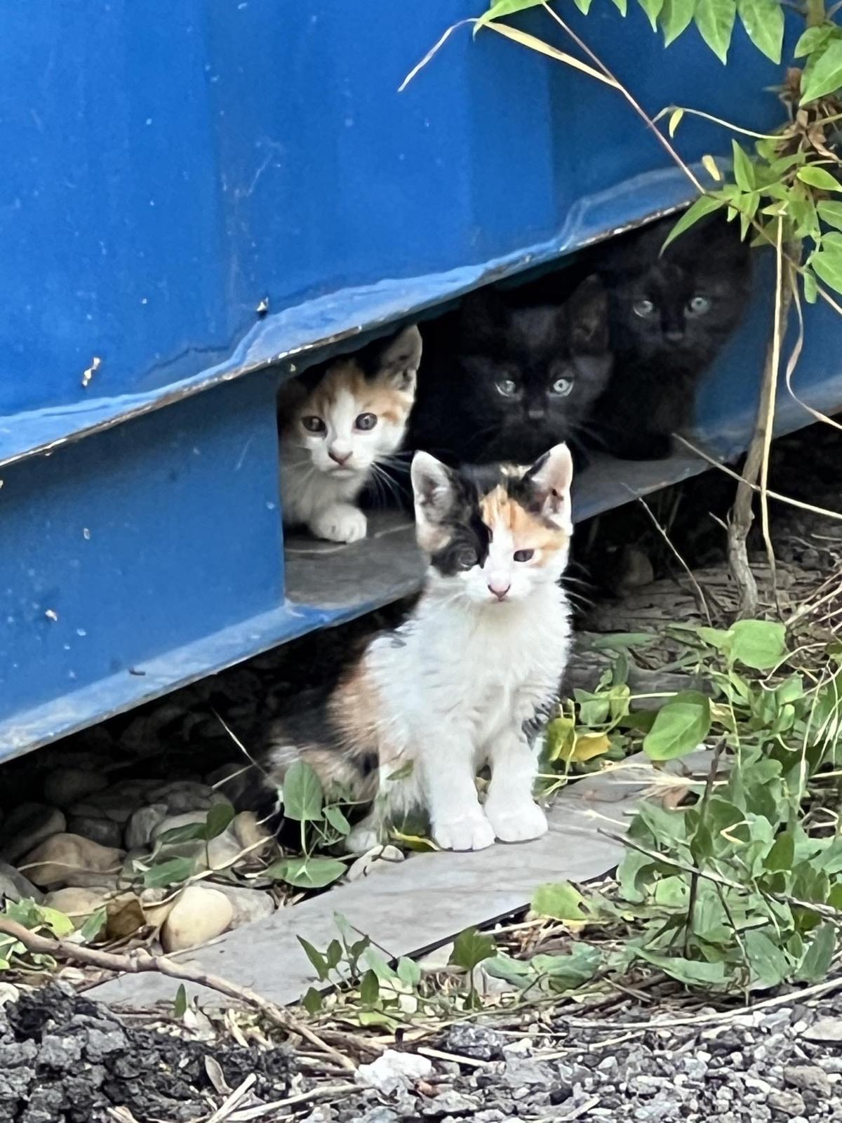 Adoptie 5 puiuți