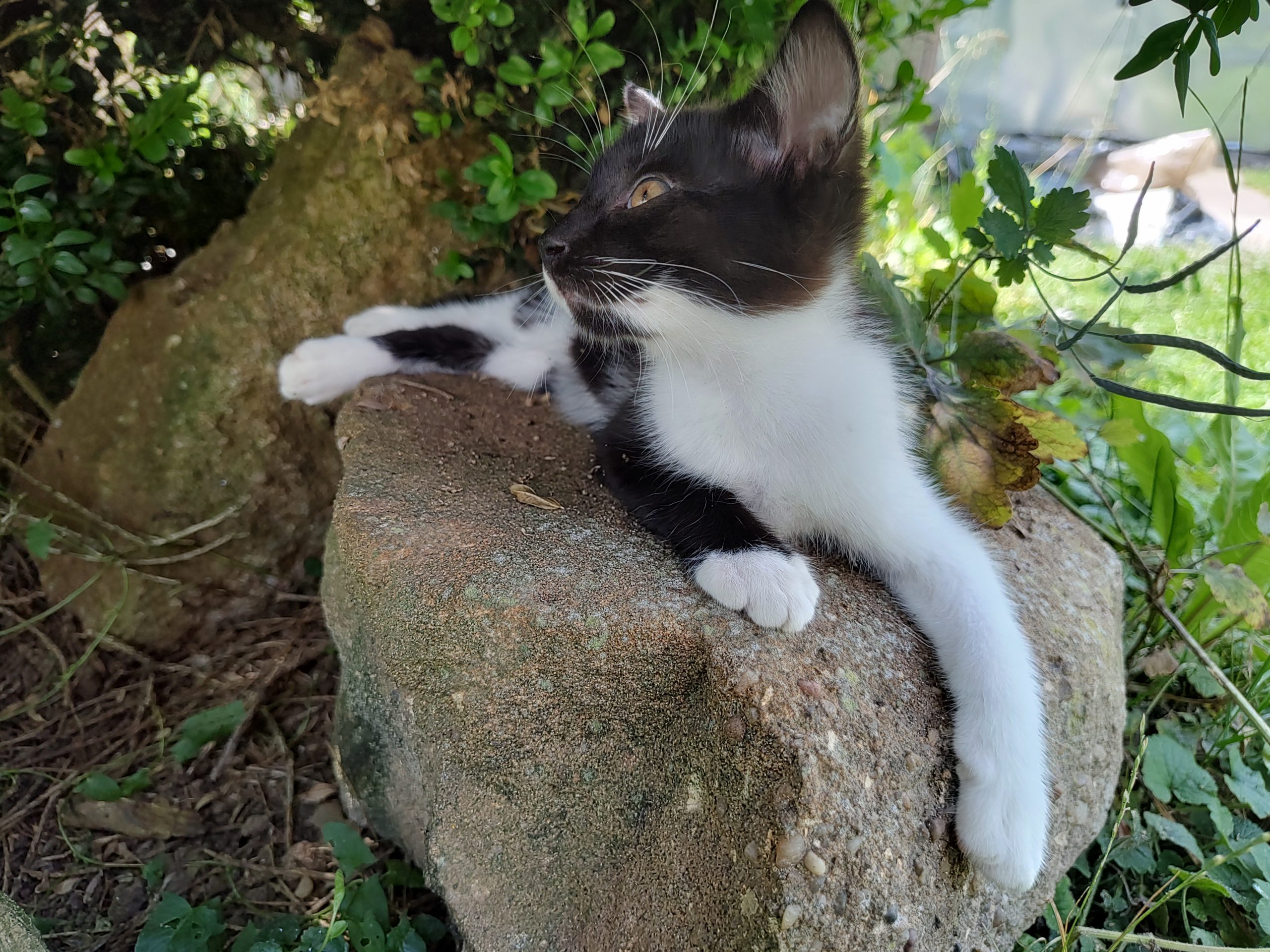 Oferim pisica spre adoptie