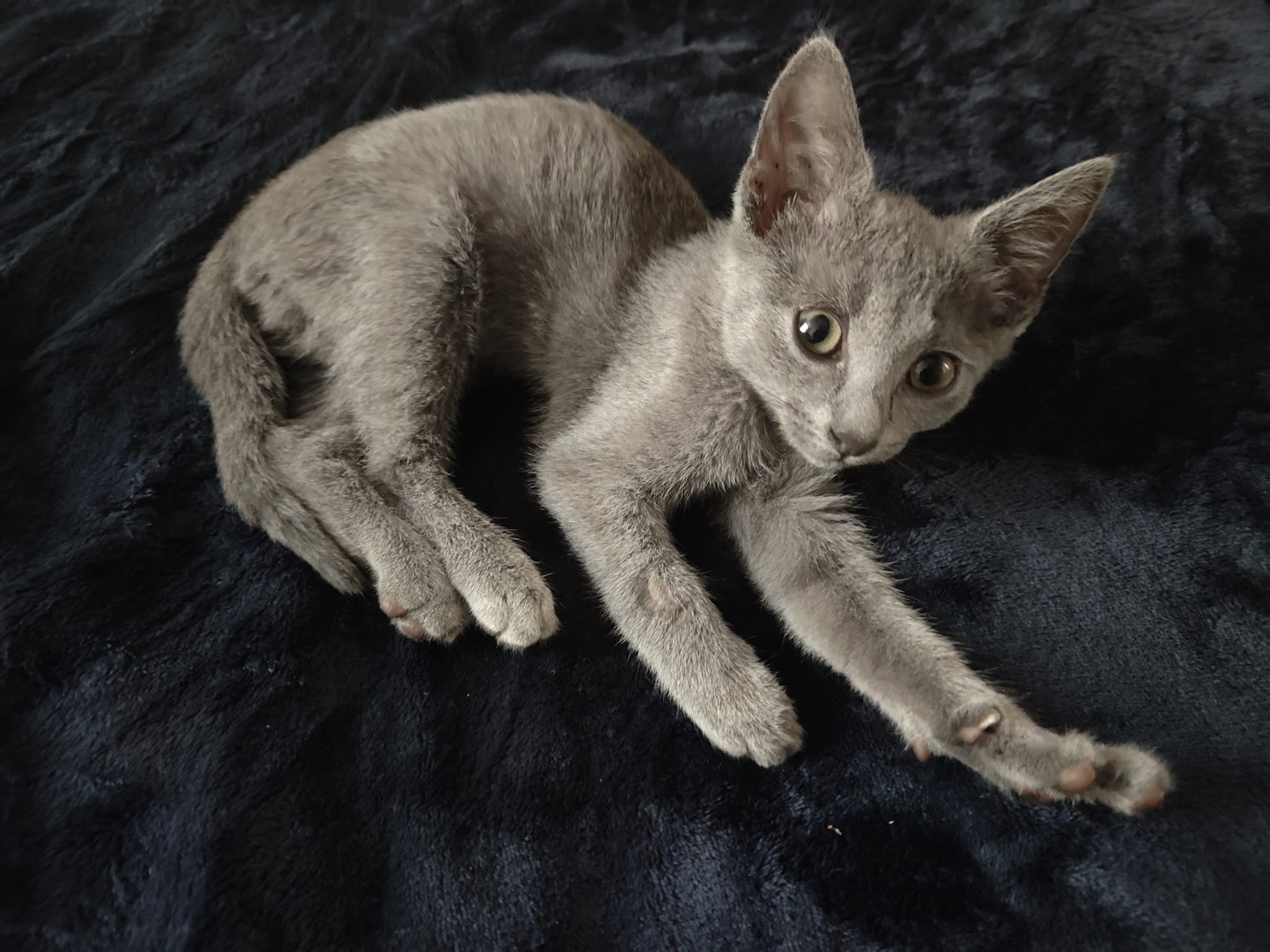 Albastru de Rusia pentru adoptie