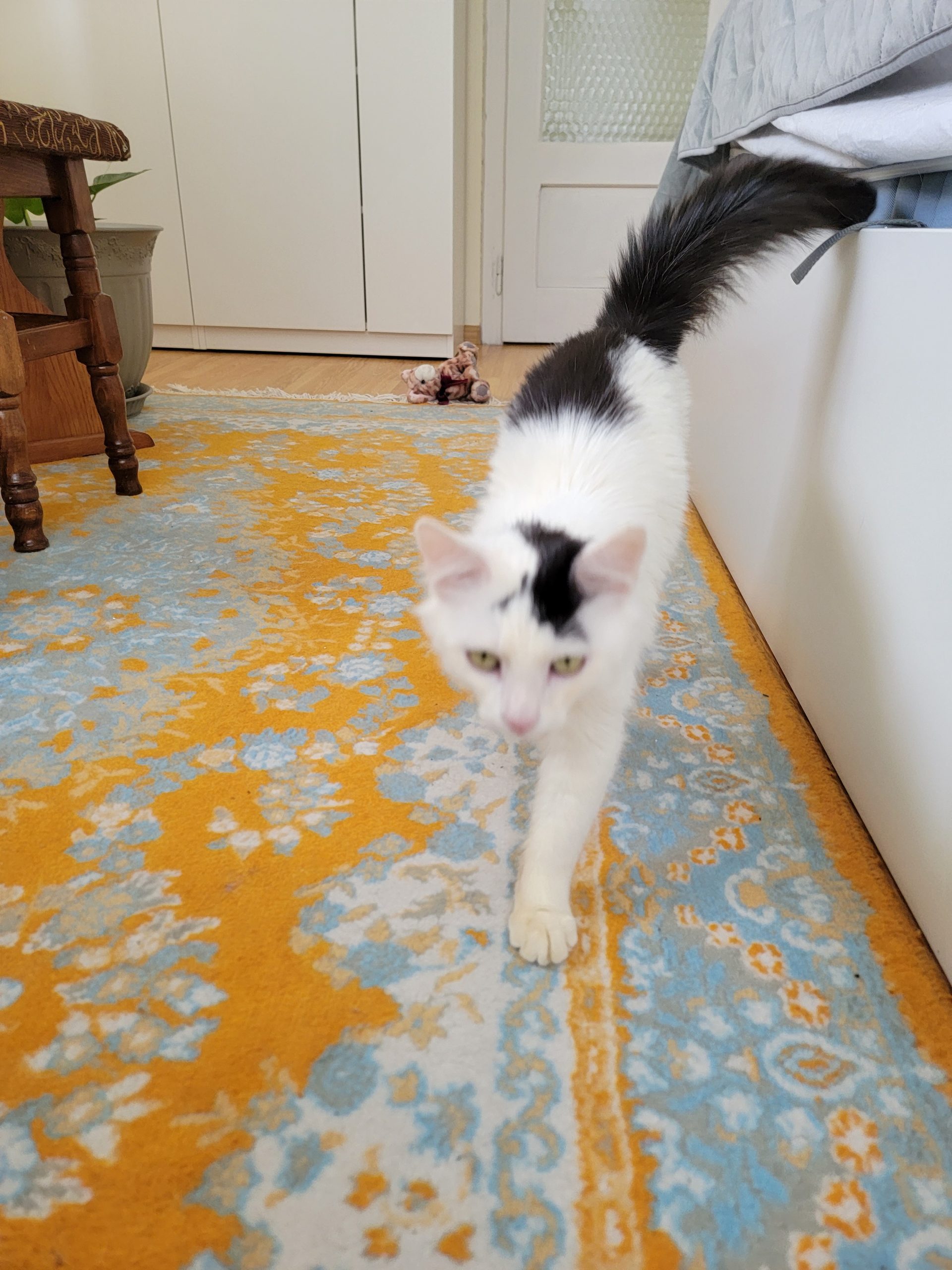 Pandi, motanel de 9-10 luni pentru adoptie
