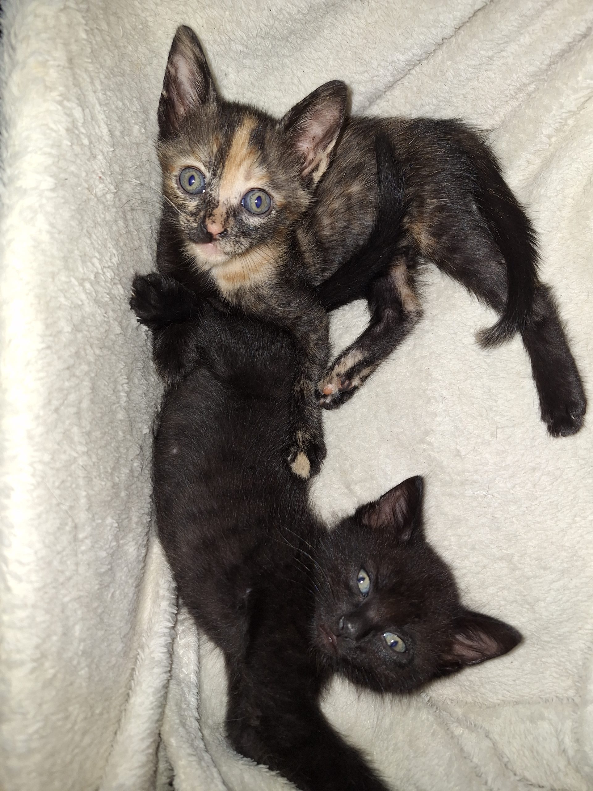 2 pisoiasi de 8 saptamani spre adoptie