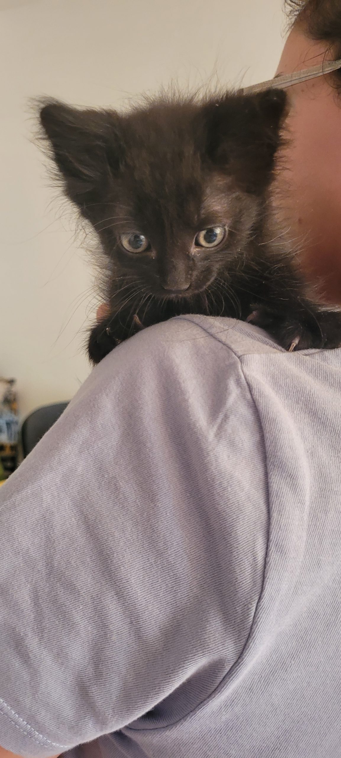 Pufosel pt adoptie