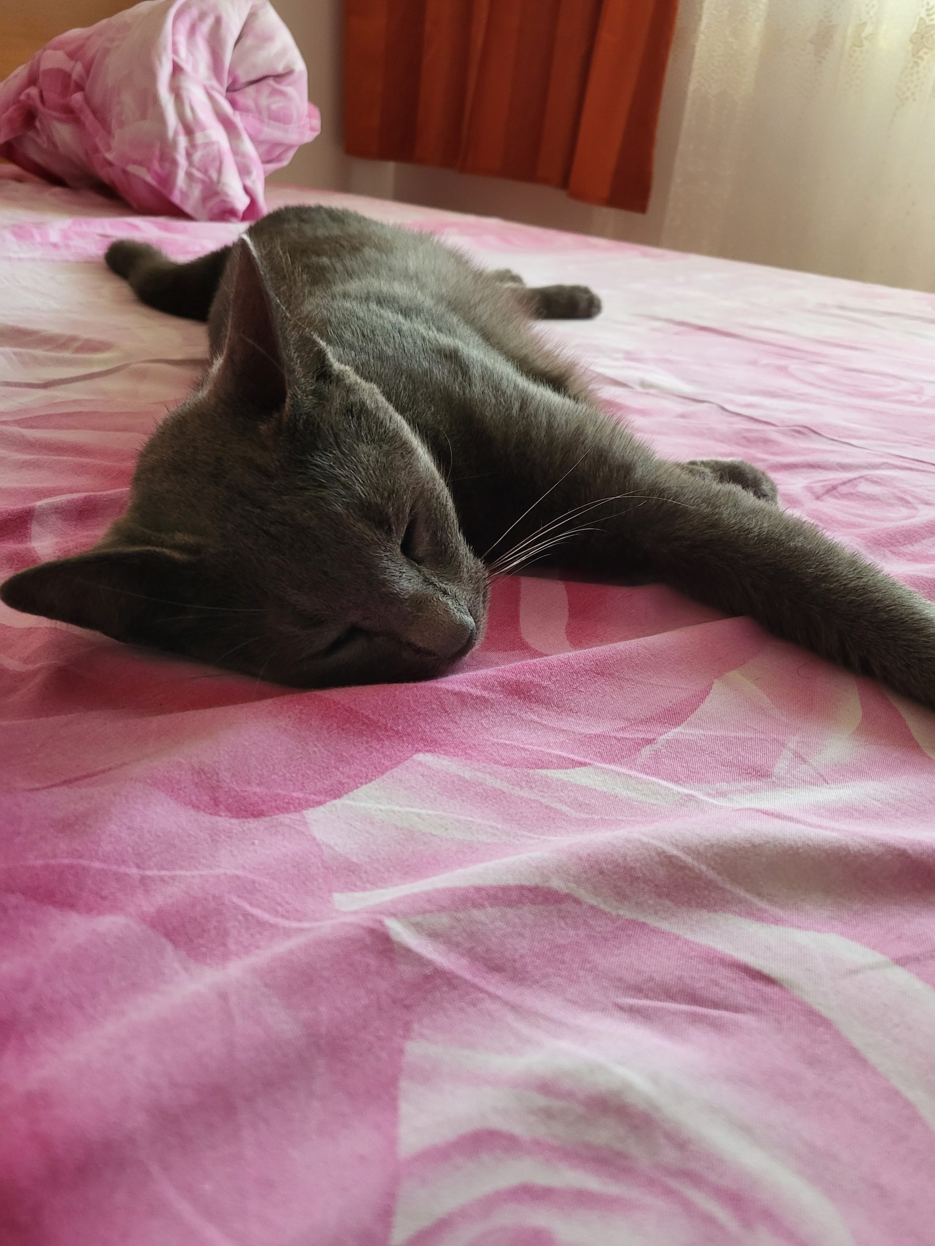 Russian Blue