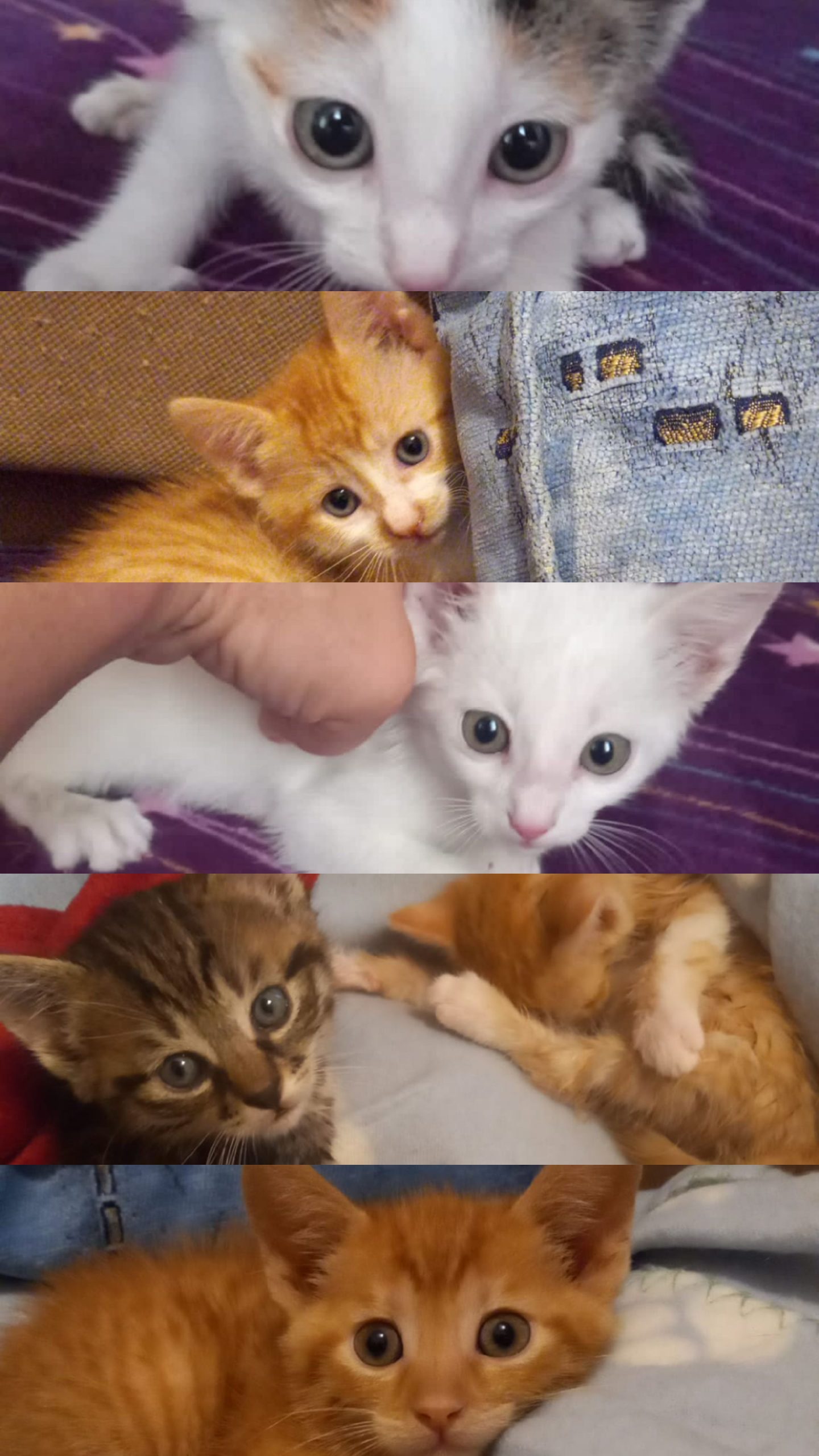 Pisici salvate