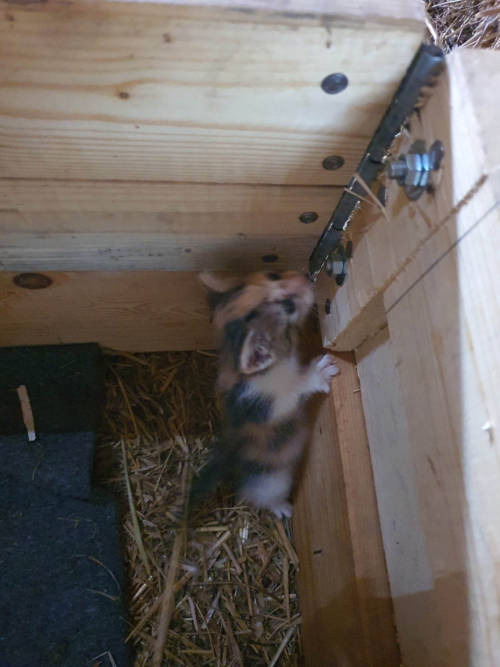 3 pui de pisica abandonati
