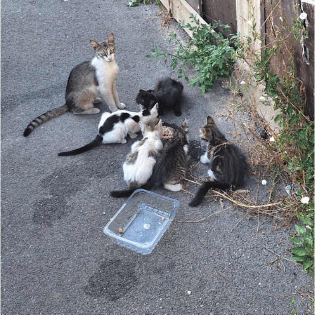 4 pui de pisica abandonati pe strada