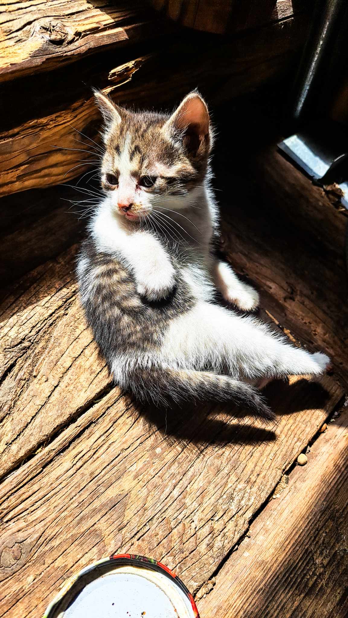 Pisicuta blanda de 1.5luni, ramasa fara mama