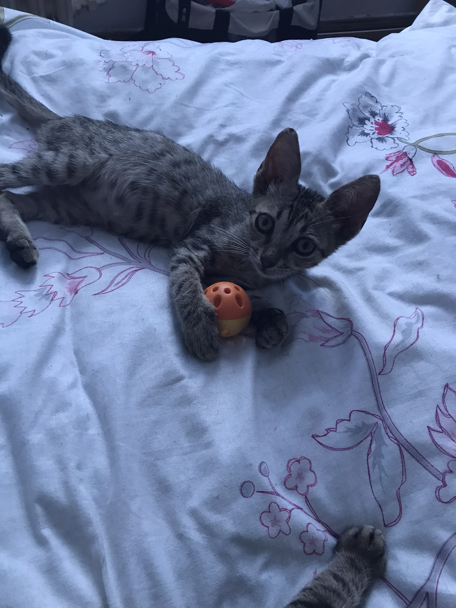 2 puiuți de 2 luni fata și baiat