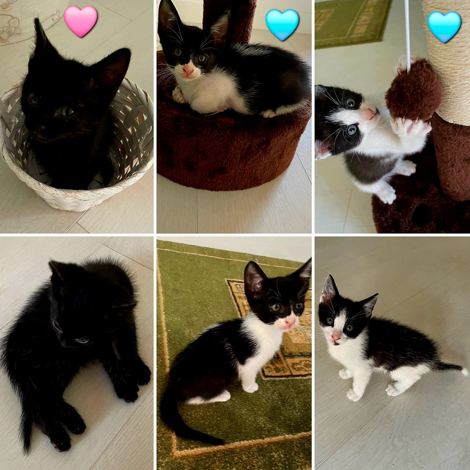 Trei pisoi își caută familia în care să aducă bucurie