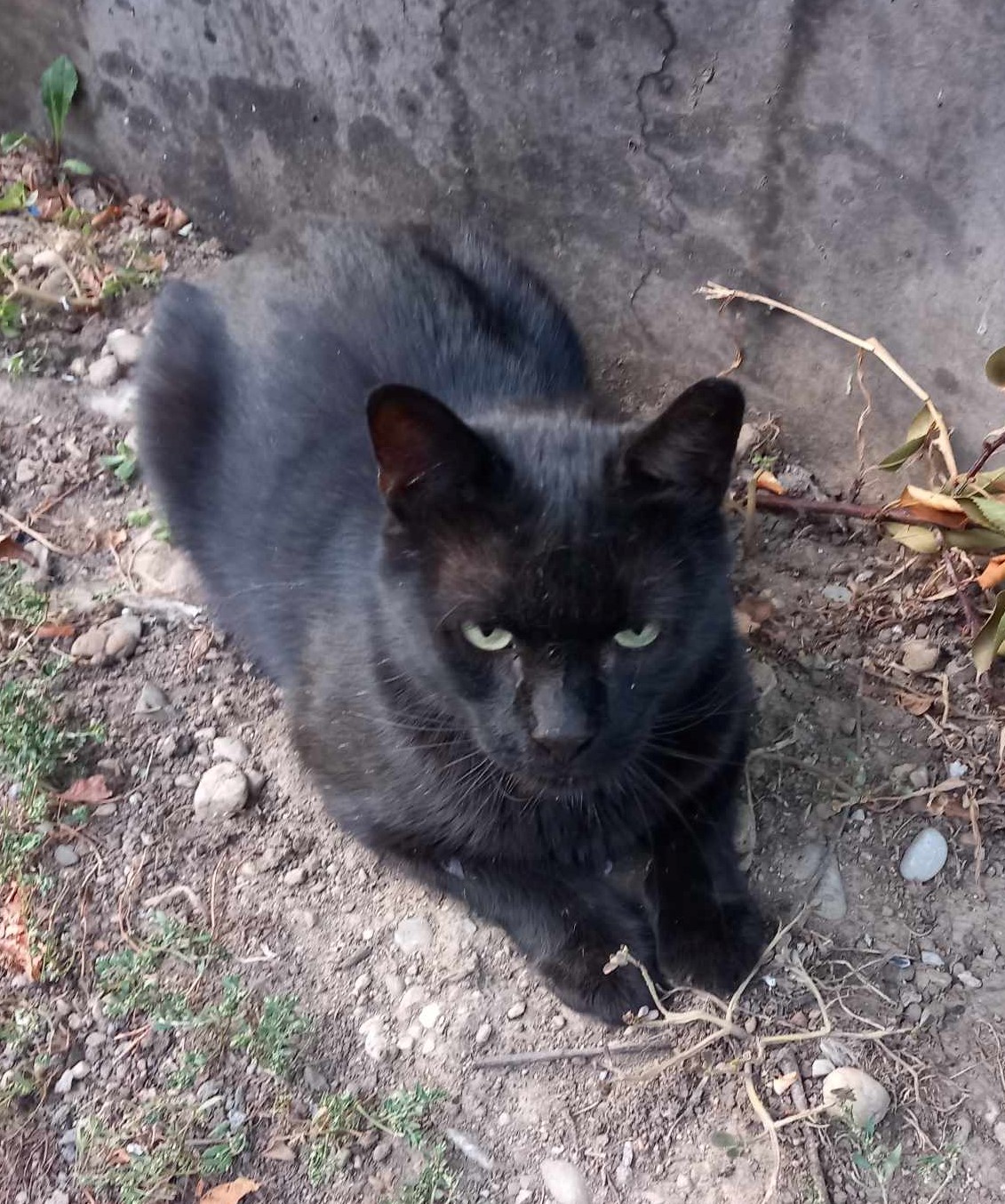 Bruno: pentru sanatatea dumneavoastra, adoptati cel putin o pisicuta neagra pe viata!!