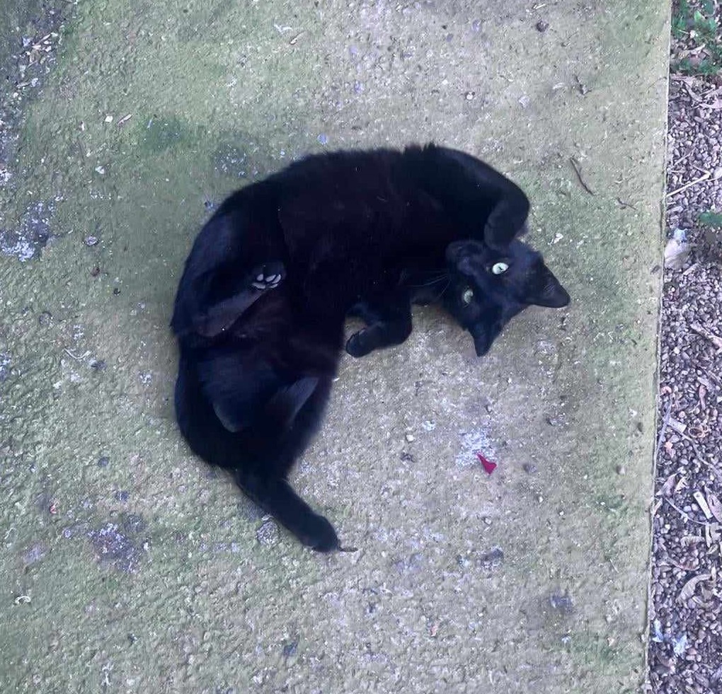 Carluta, blanita si inima din catifea