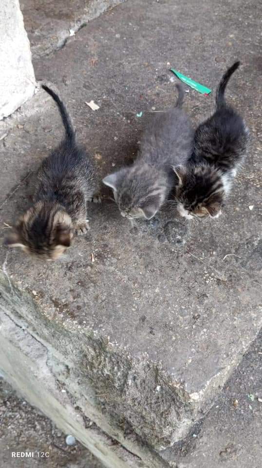 Pui de pisica in cautare de familie