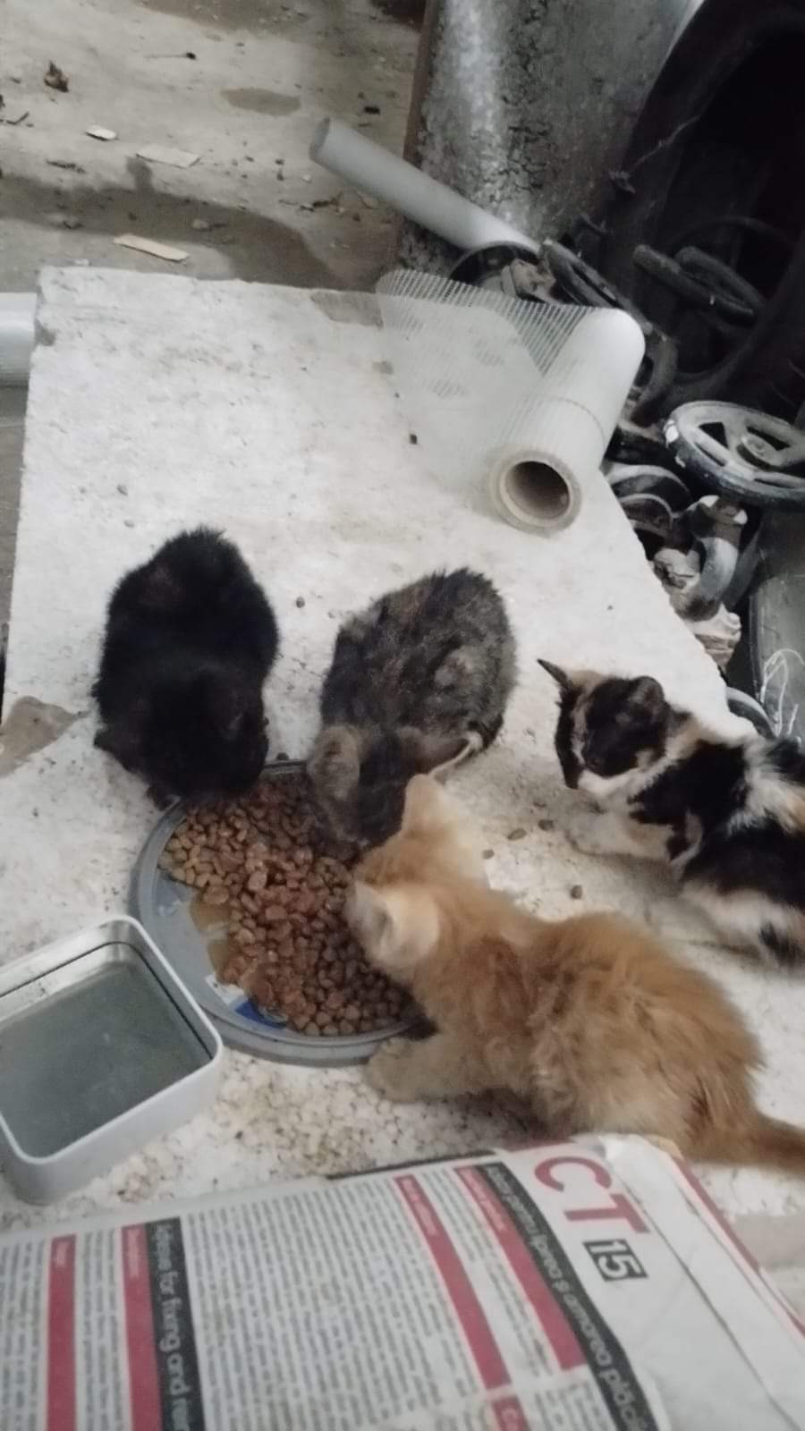 Pui de pisoi de aprox 2 luni