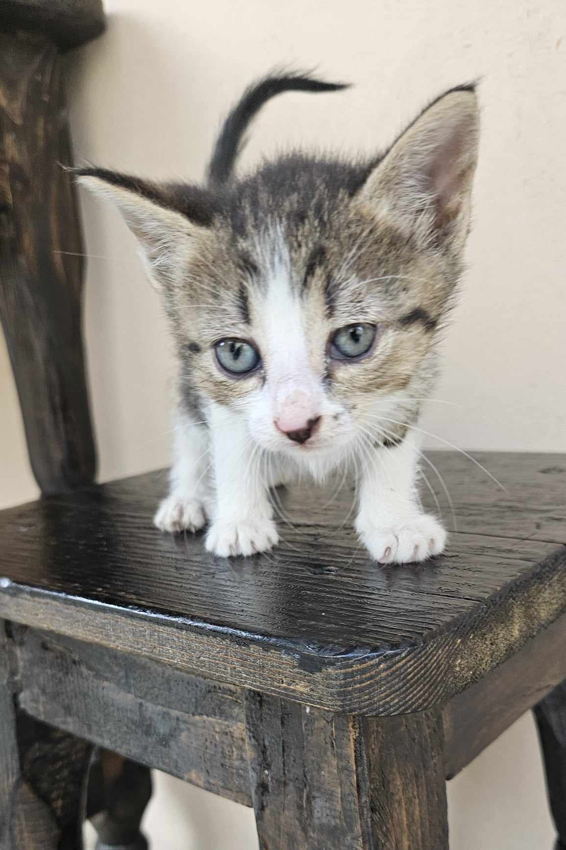 Zina, o fetita dulce si printesa in devenire
