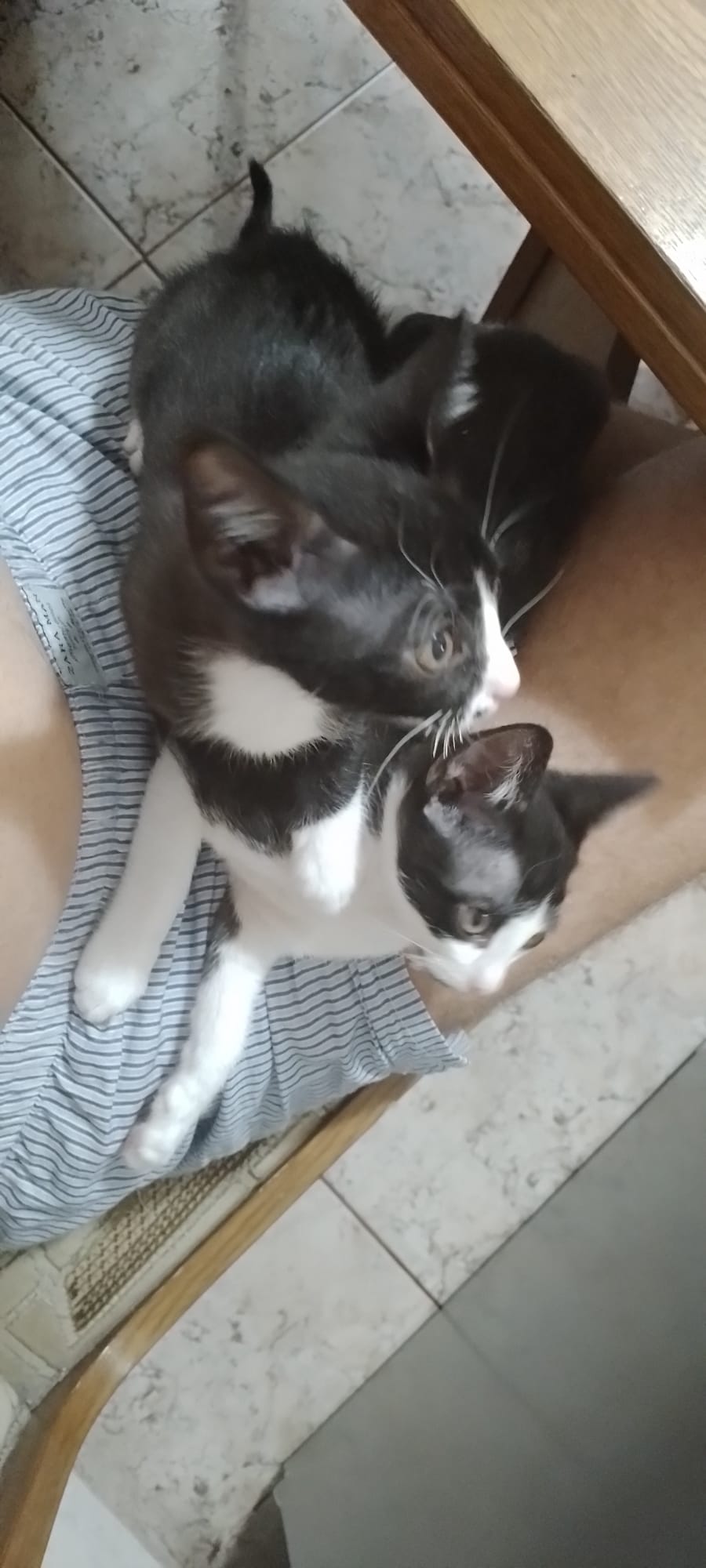 2 motanei in cautare de o casuta