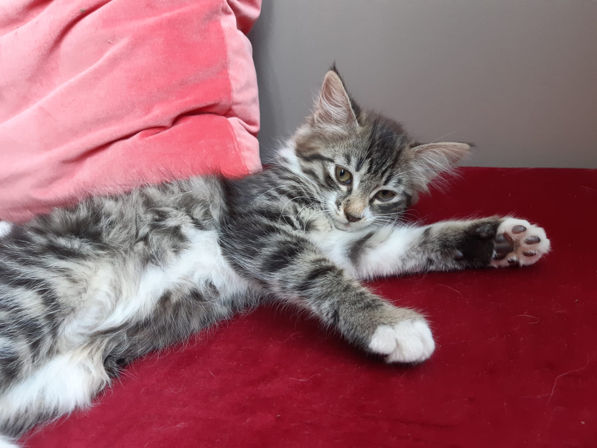 Mogâldeață