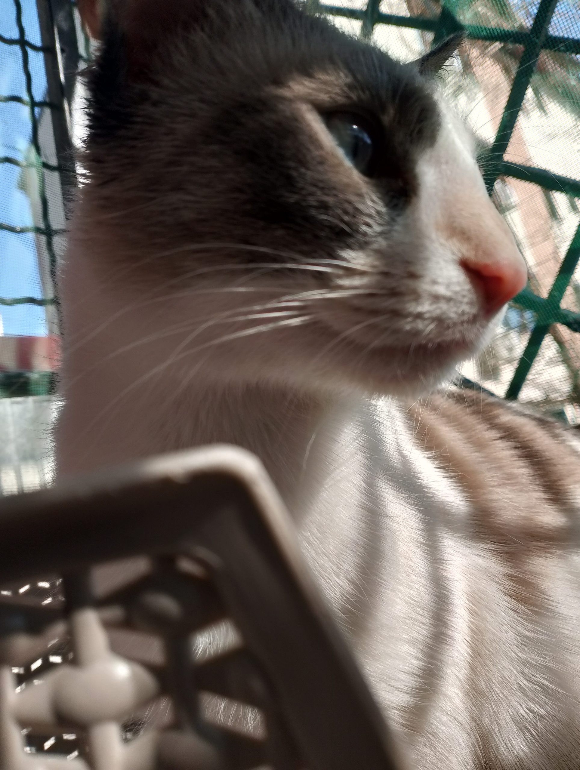 Pisicuță Snowshoe adoptie gratis