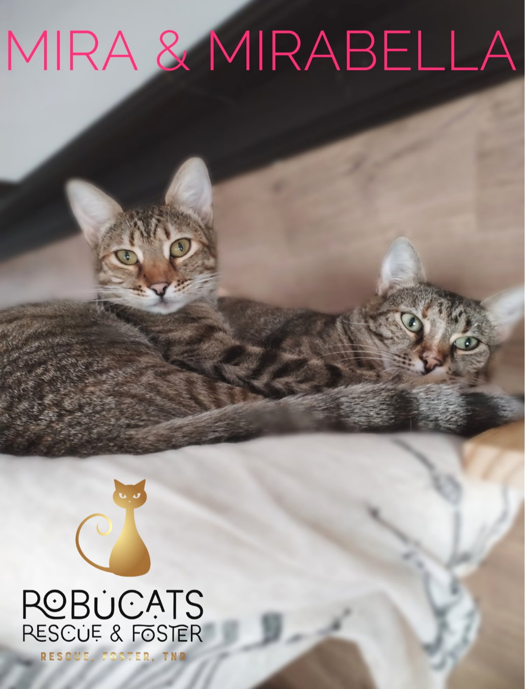 Două pisicuțe adorabile mamă și fiică
