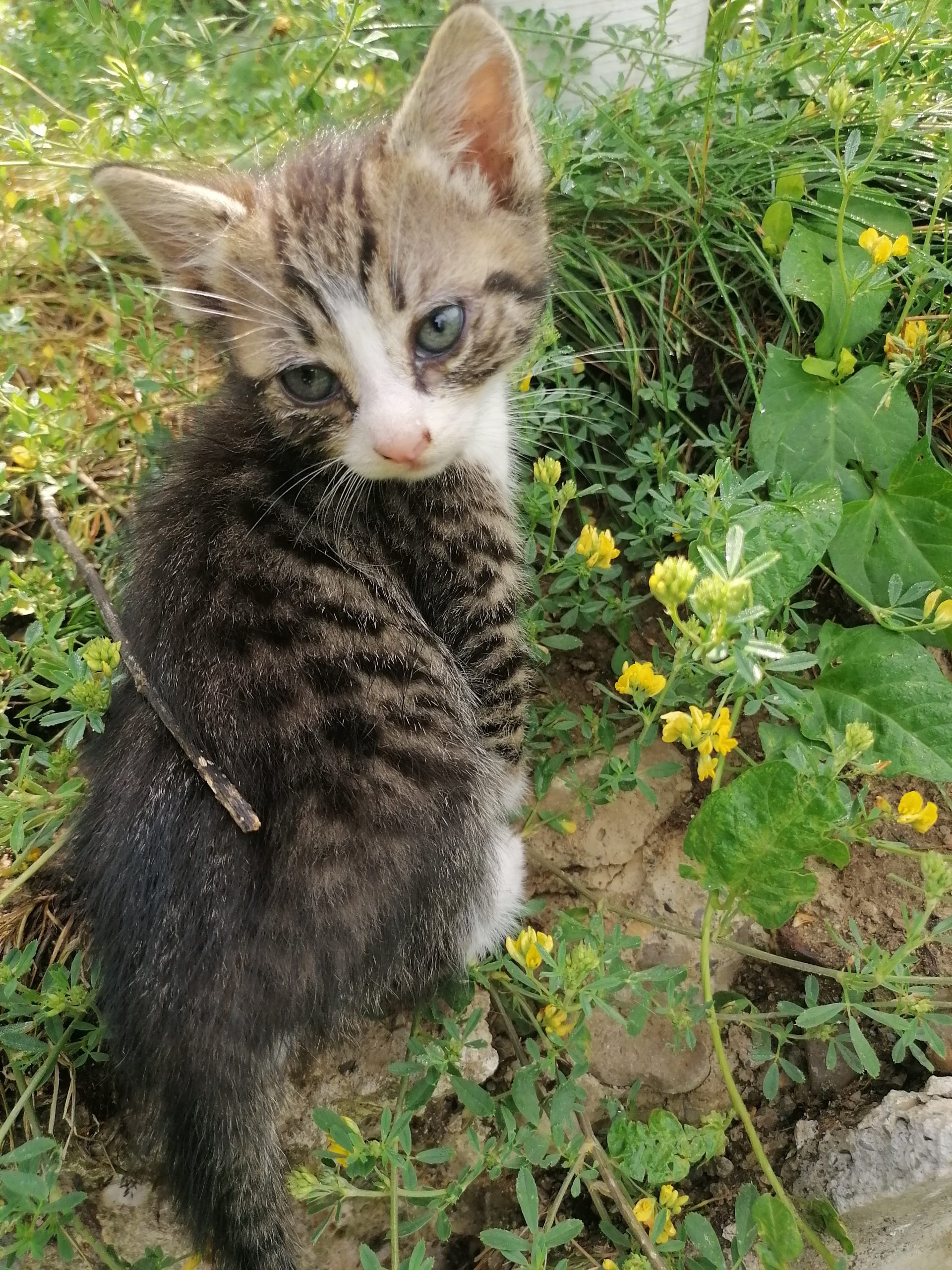 Pisoiași mici pentru adoptie