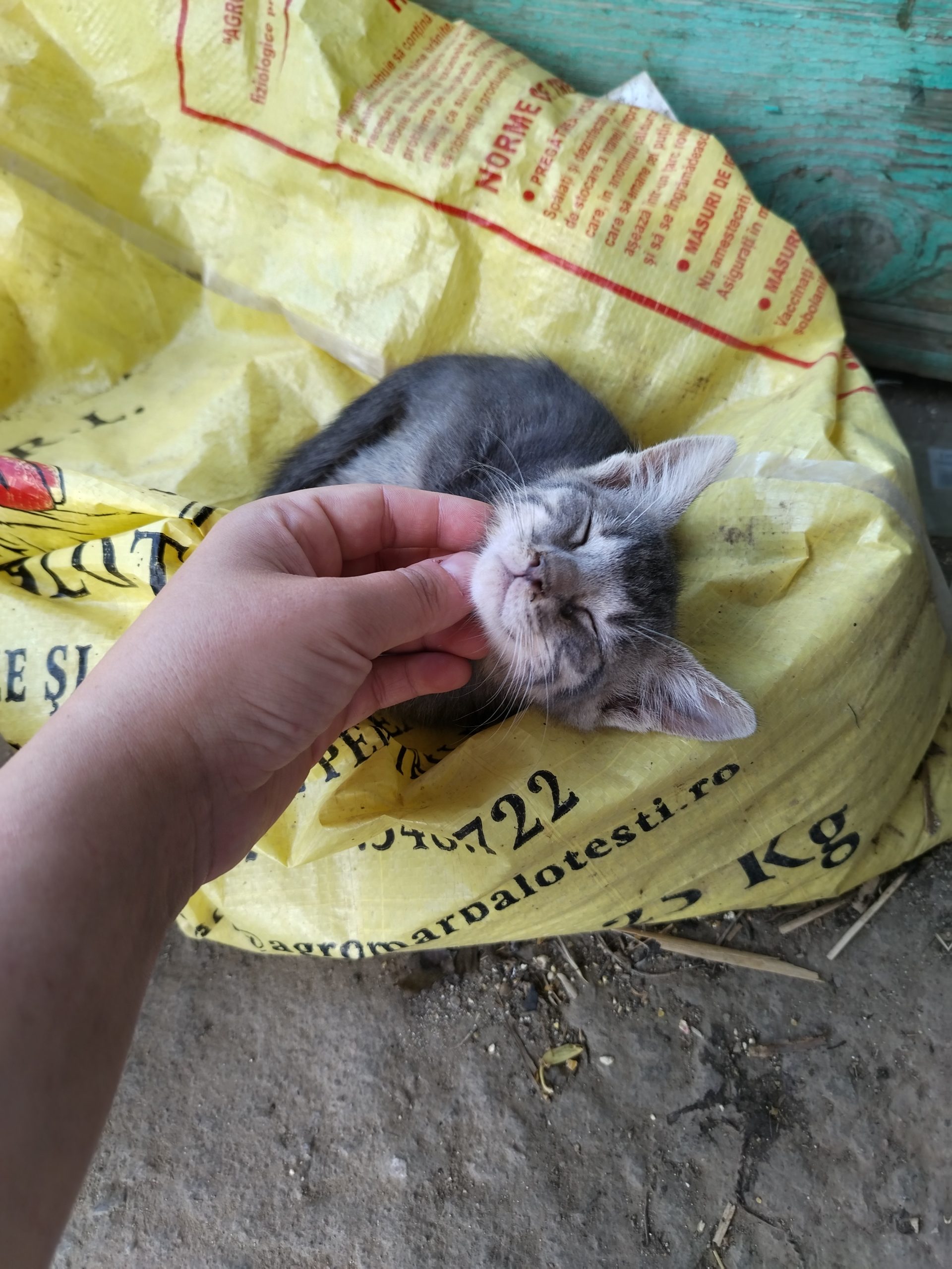 Pentru adoptie