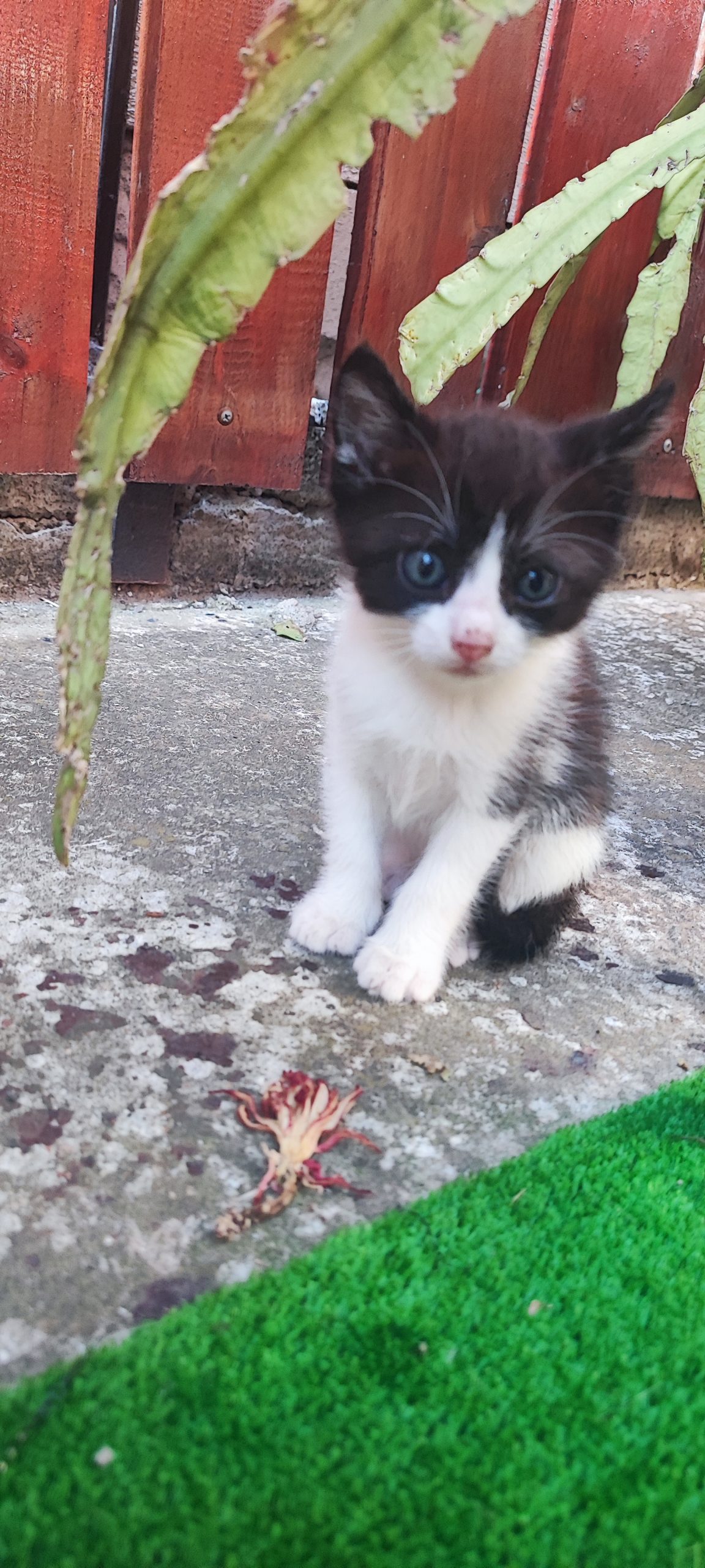 Motănei pregătiți de o nouă familie