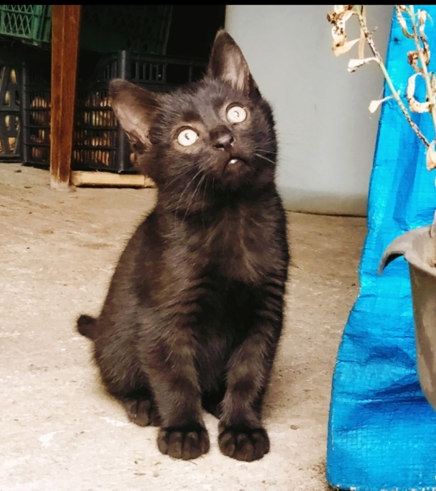 Pisicuta pentru adoptie