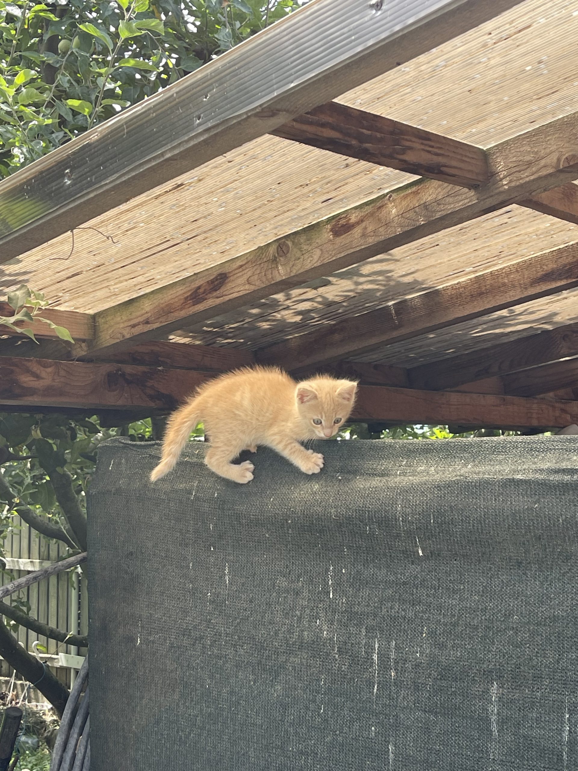 Pui pisica alb si crem foarte jucausi si prietenosi