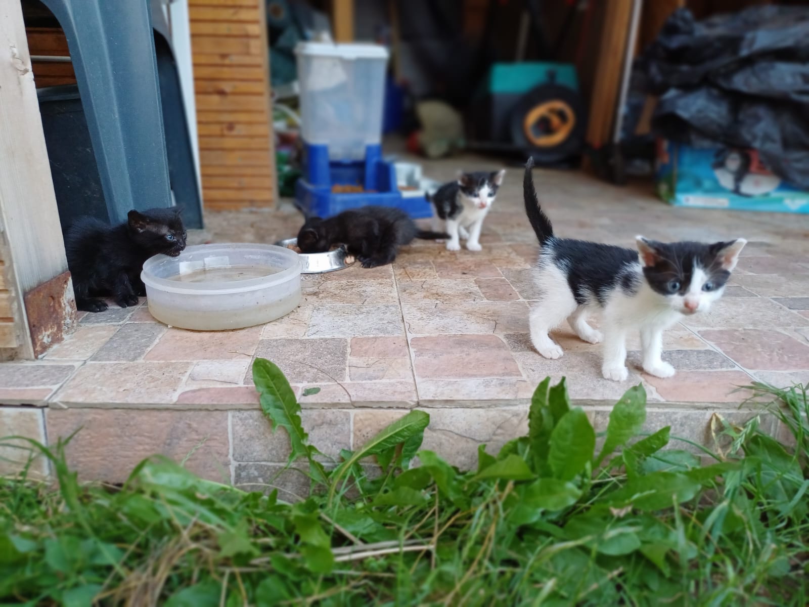 Pisoiaşi mici şi drăguţi pentru adopţie