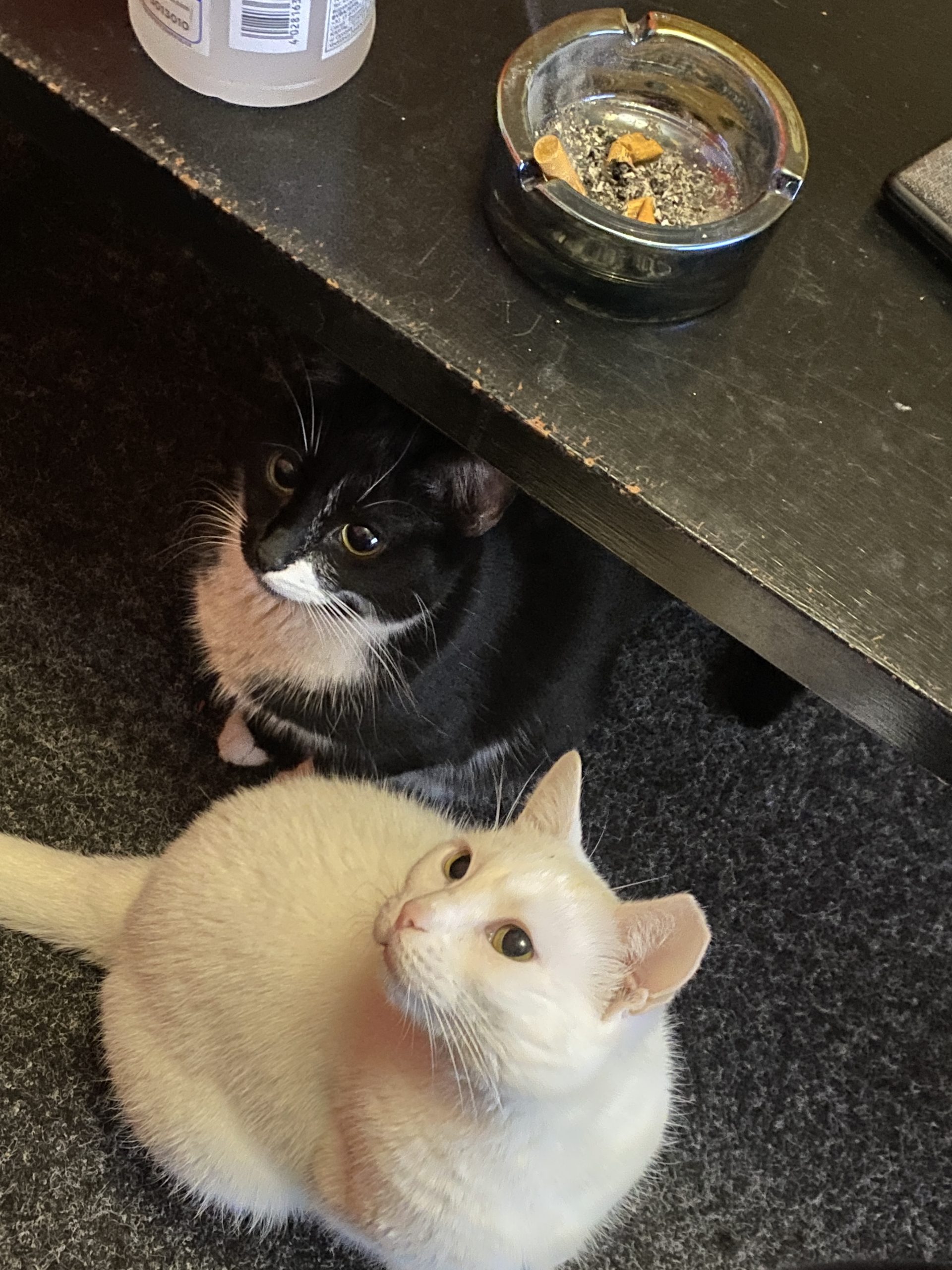 Karma&Luna