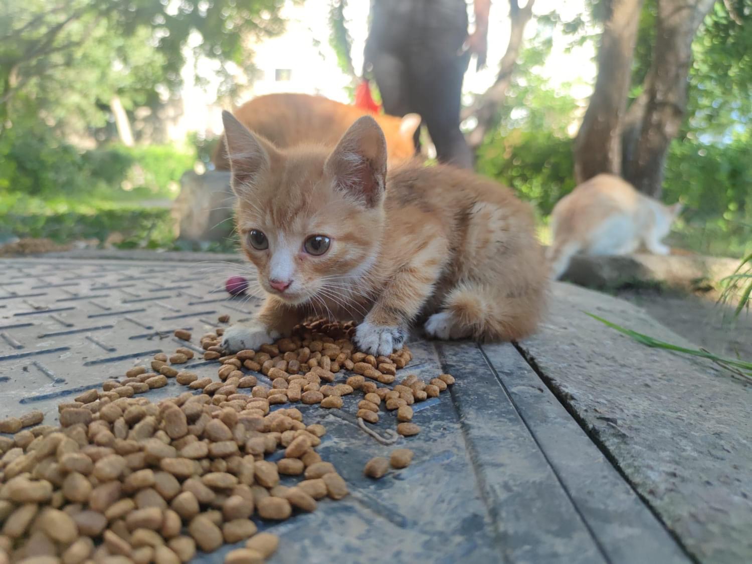 Pisoi Constanta