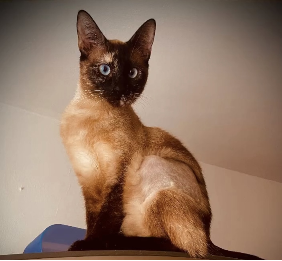 Pisicuta sore adoptie