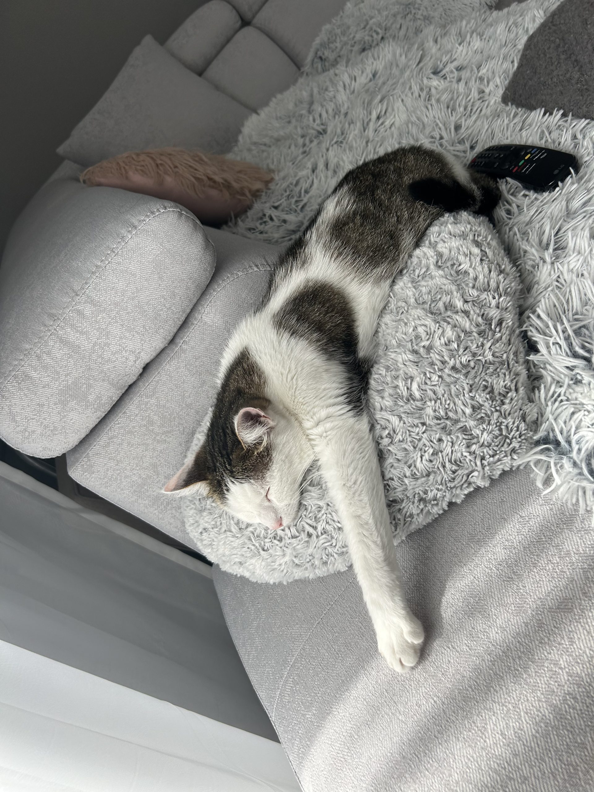 Ofer pisica spre adopție
