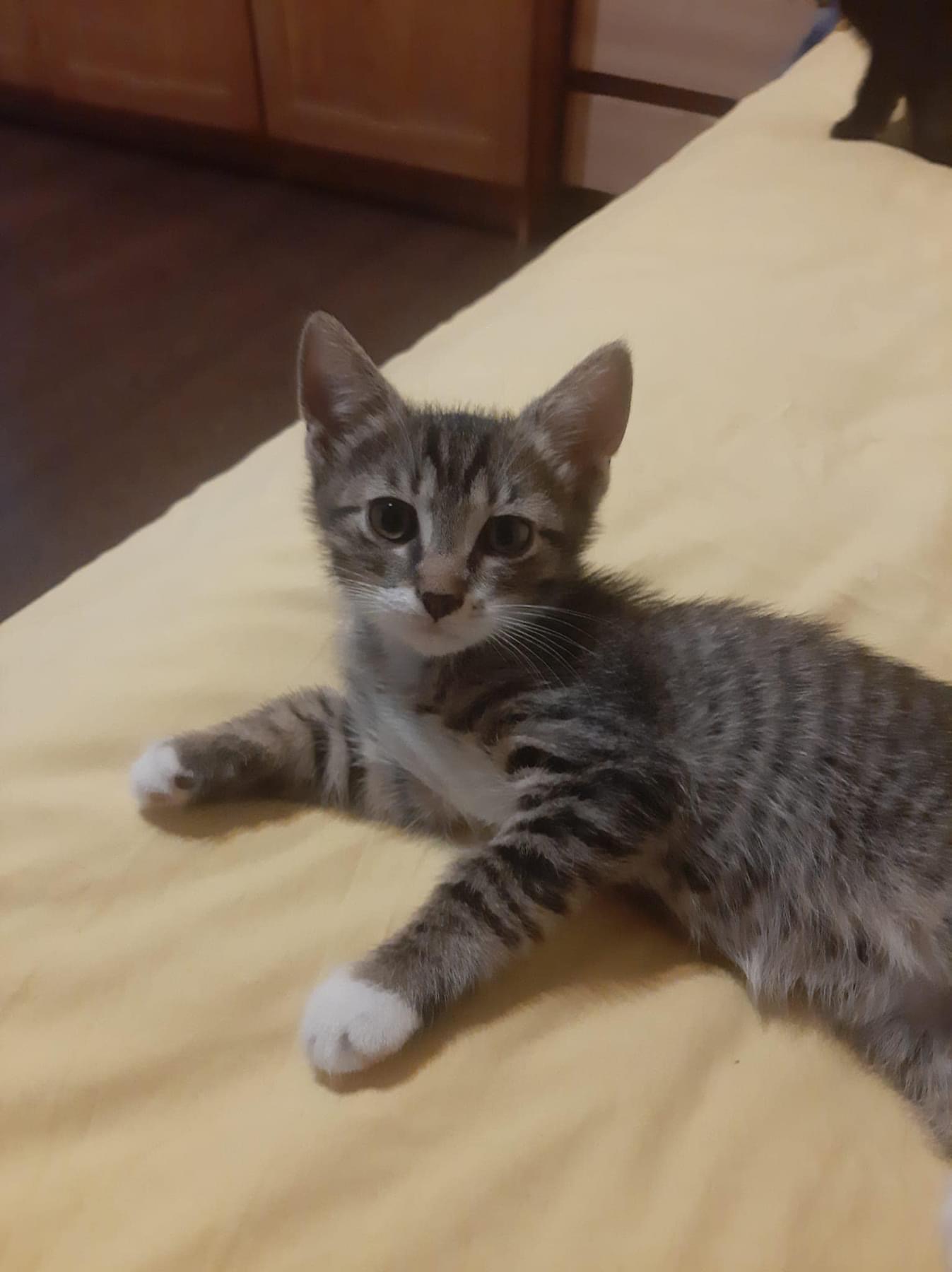 Pisoi