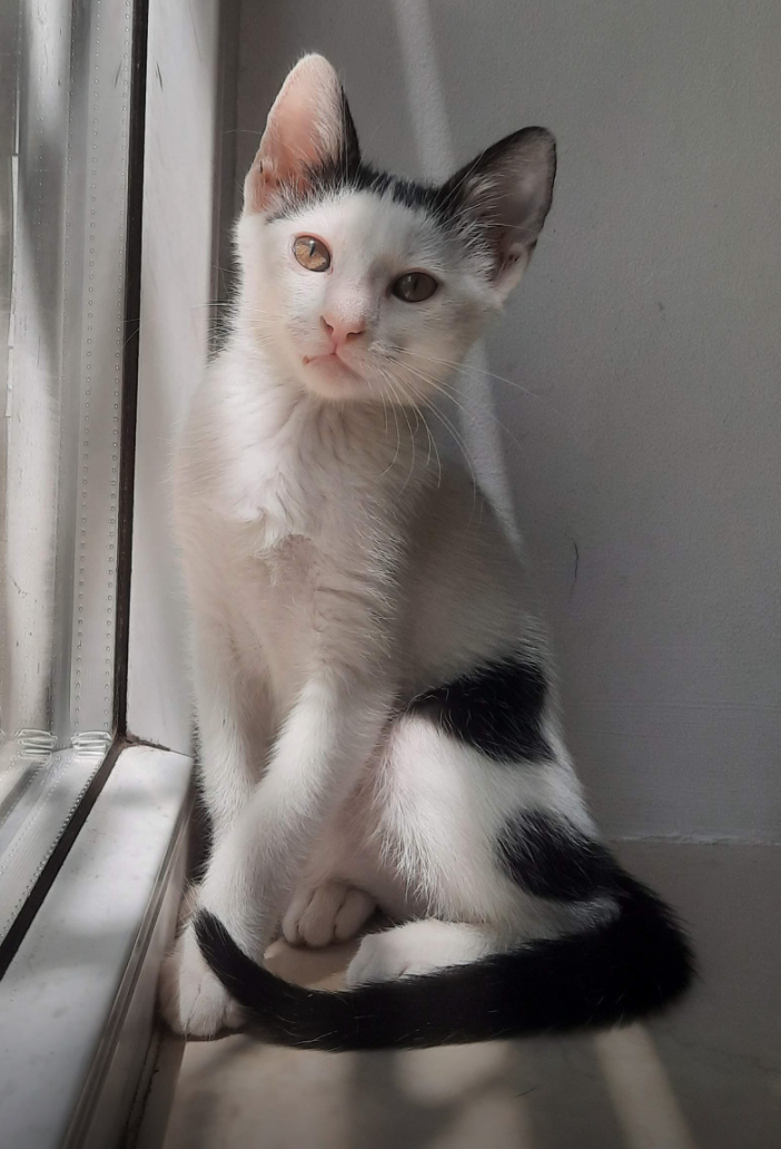 Super pisoi de adoptat pe viata